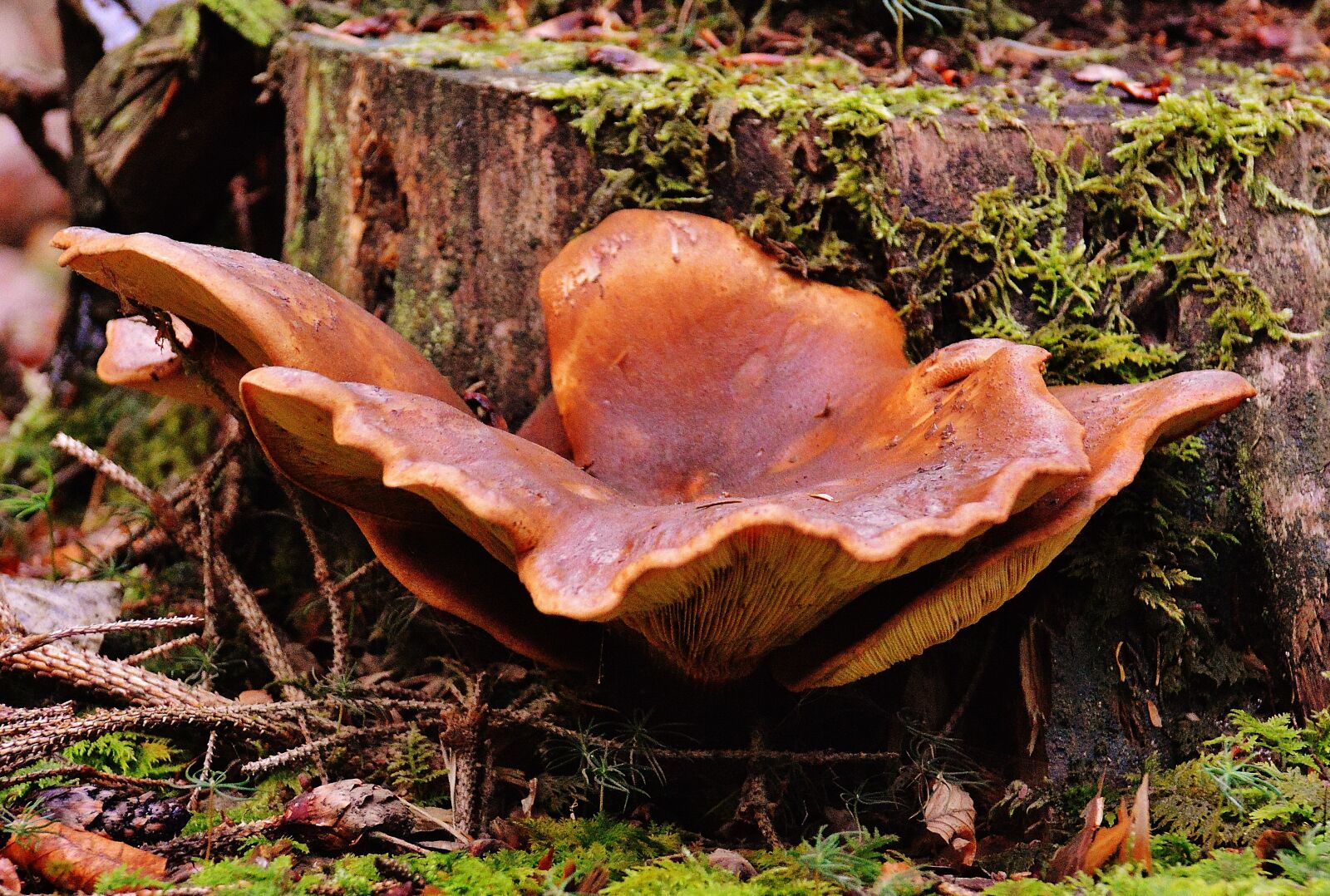 Nikon D3200 sample photo. Mushrooms, forest, nature photography
