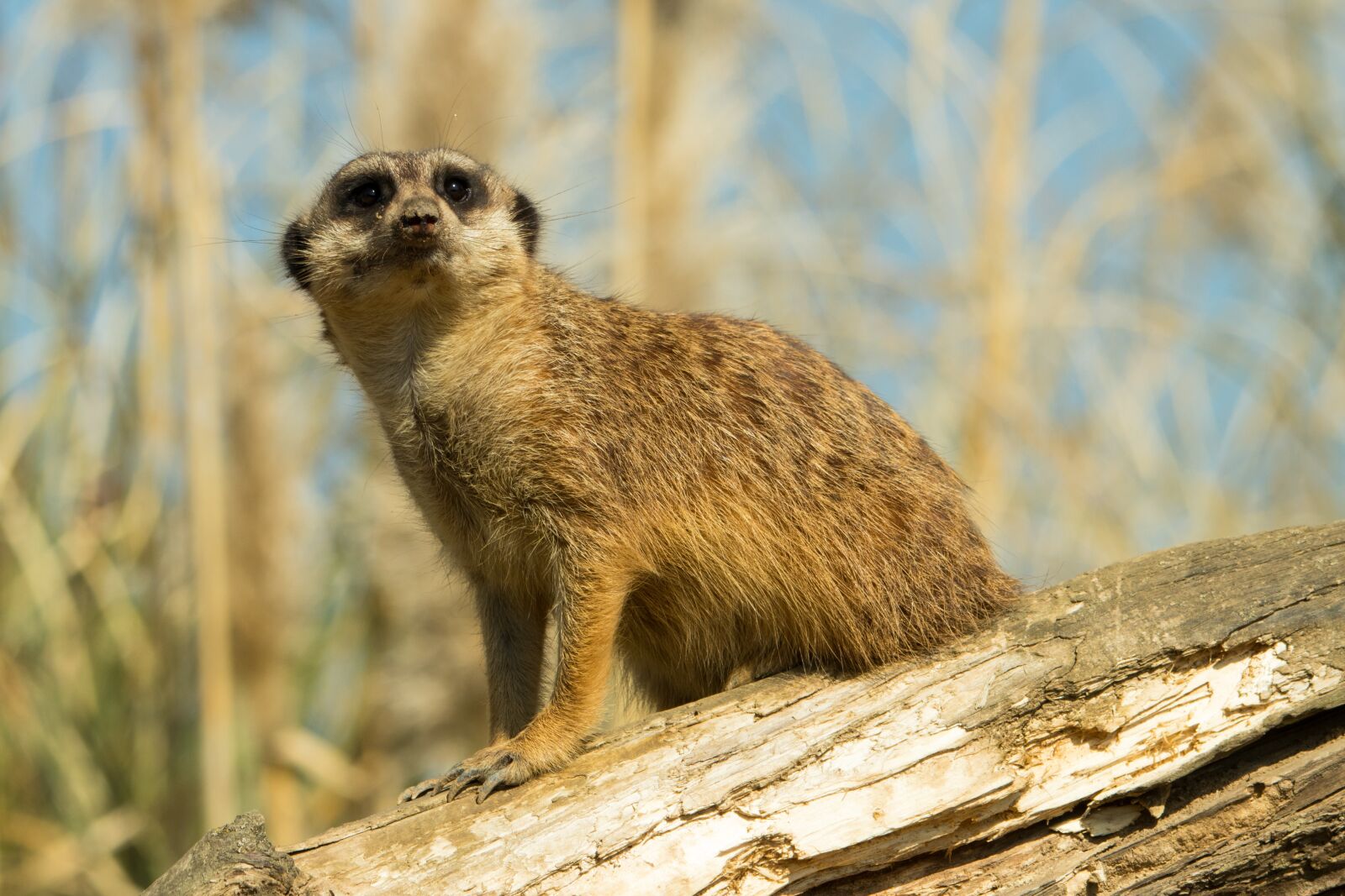 Canon EOS 80D sample photo. Meerkat, zoo, animal photography