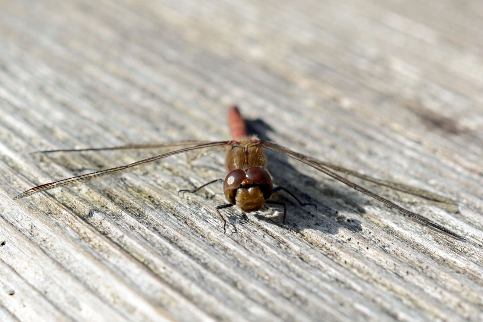 Nikon D7100 sample photo. Dragonfly, wing, insect photography