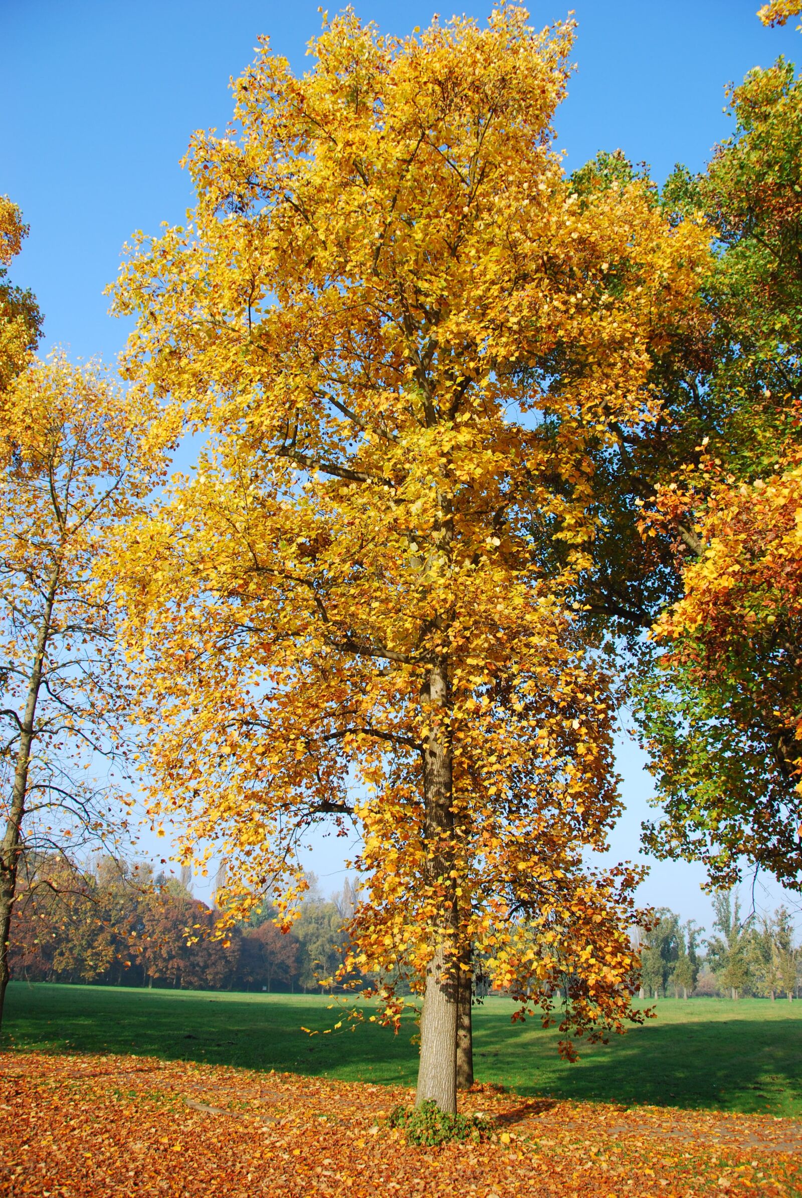 Nikon D80 sample photo. Tree, autumn, leaves photography