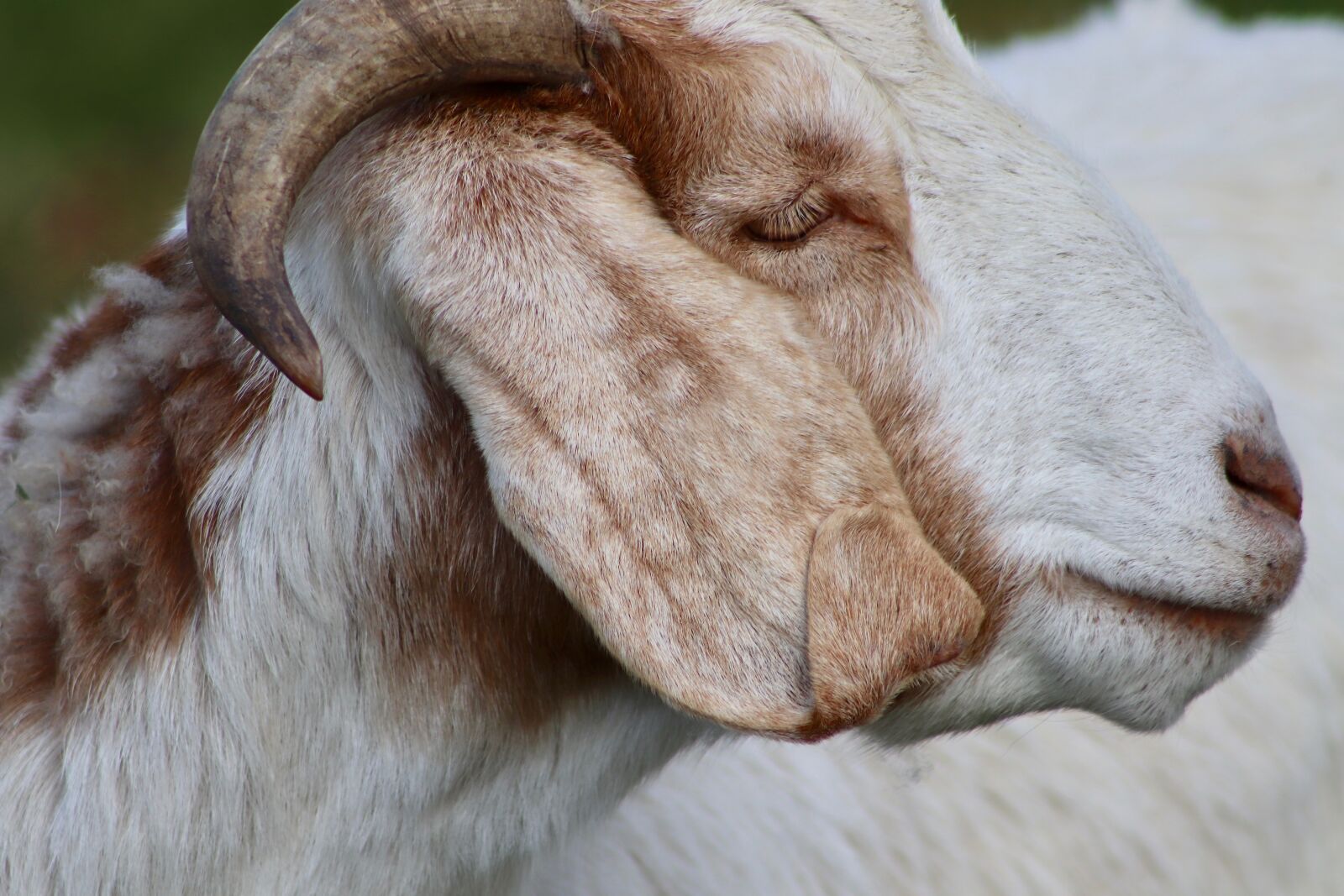 Canon EOS 800D (EOS Rebel T7i / EOS Kiss X9i) sample photo. Goat, livestock, pet photography