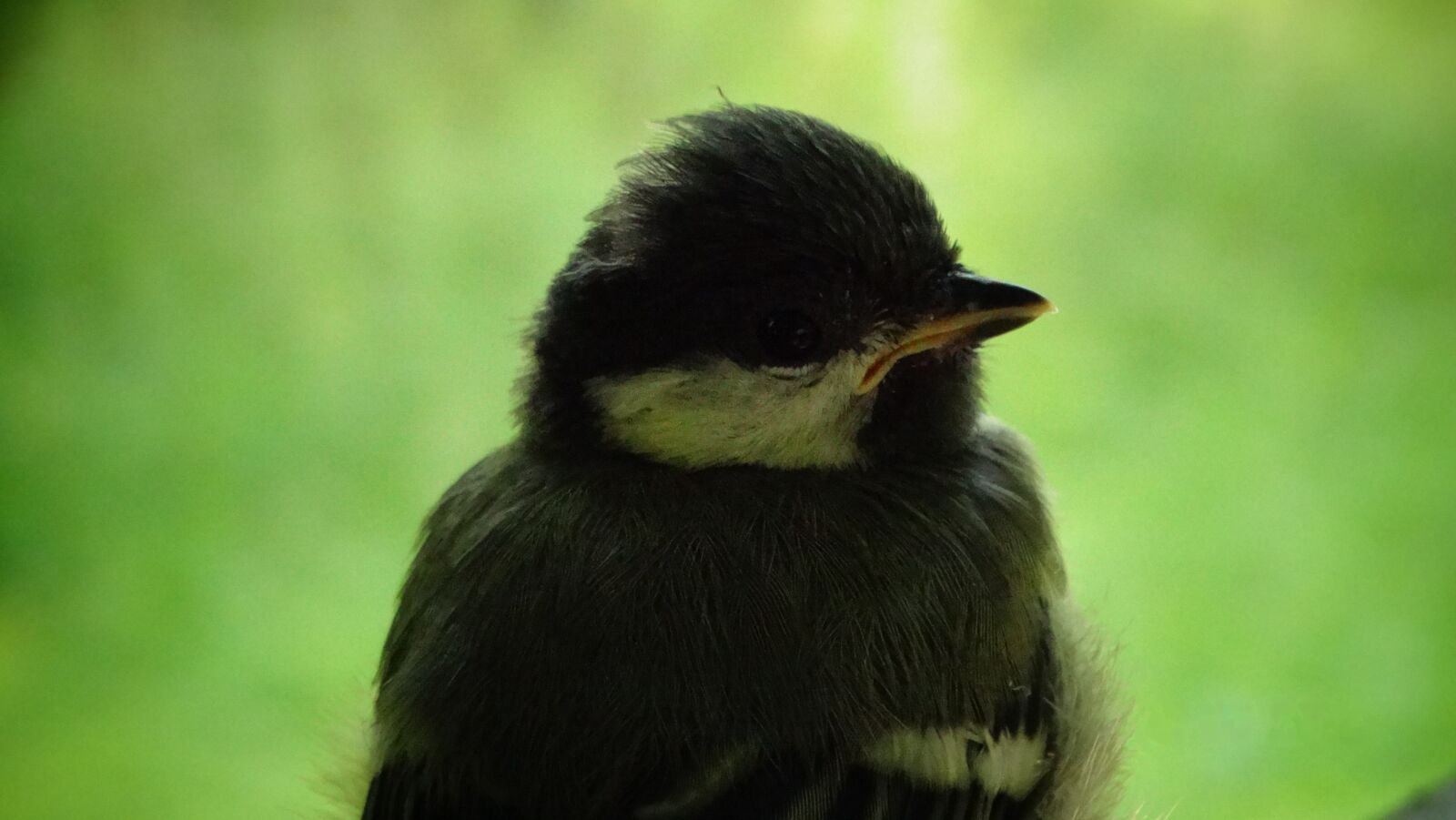 Sony Cyber-shot DSC-HX300 sample photo. Tit, bird, songbird photography