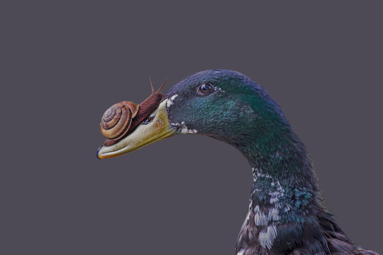 Canon EF-S 55-250mm F4-5.6 IS STM sample photo. Duck, snail, funny photography