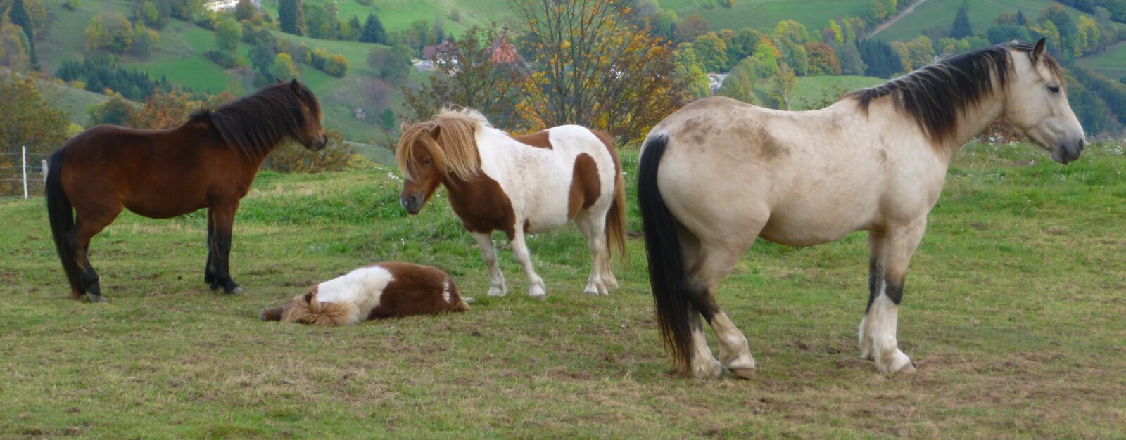 Panasonic DMC-SZ3 sample photo. Horse, meadow, animal photography