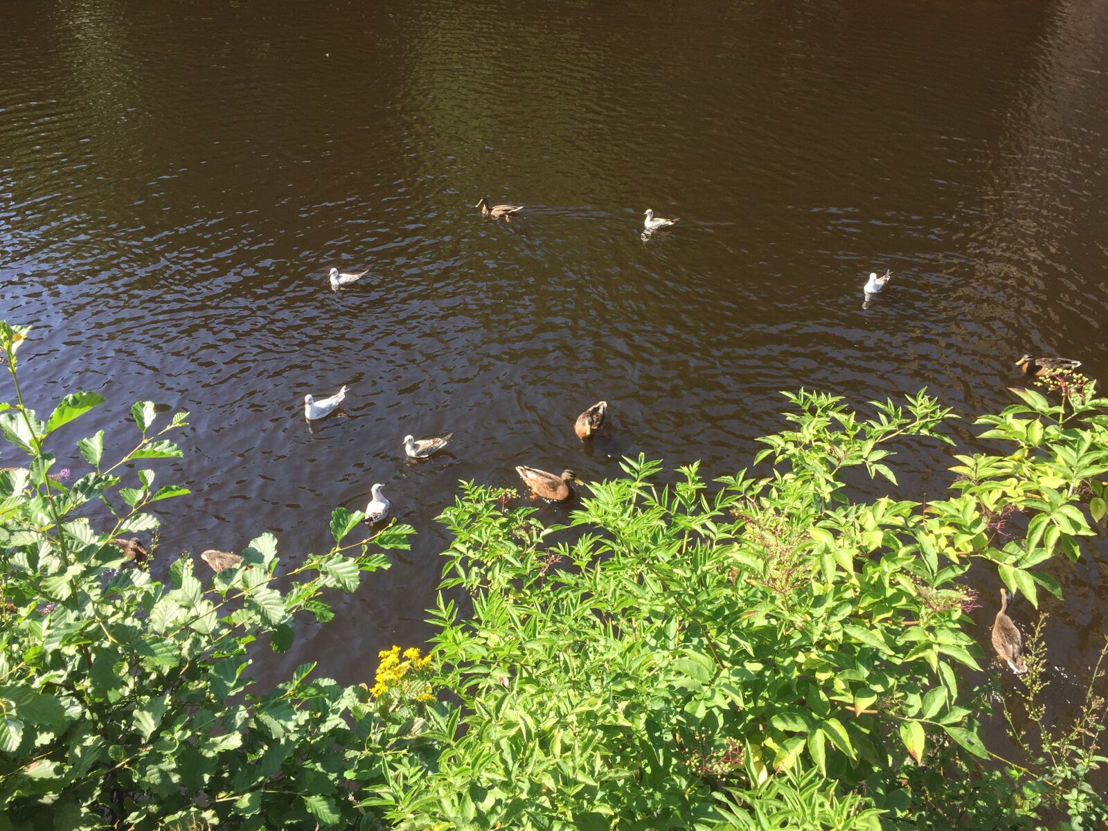 iPhone 6 Plus back camera 4.15mm f/2.2 sample photo. Ducks, knaresborough, river, yorkshire photography
