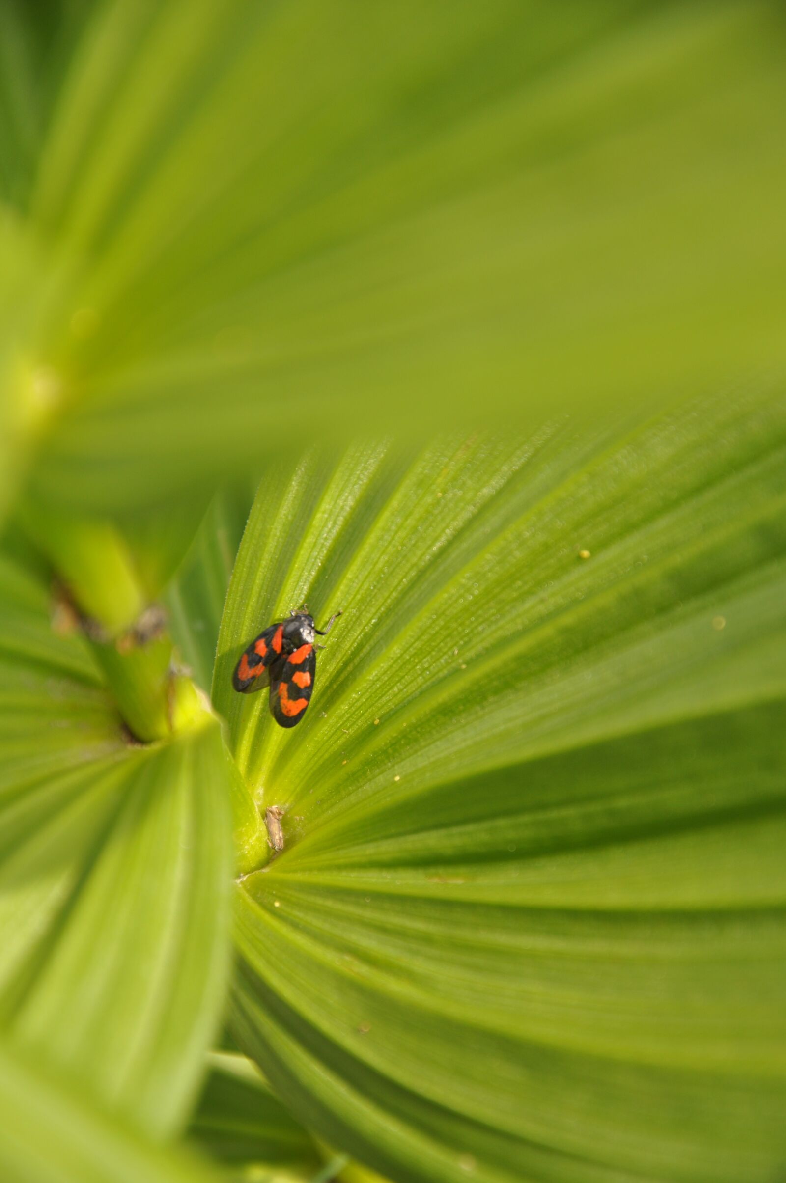 Nikon D90 sample photo. Leaf, plant, nature photography