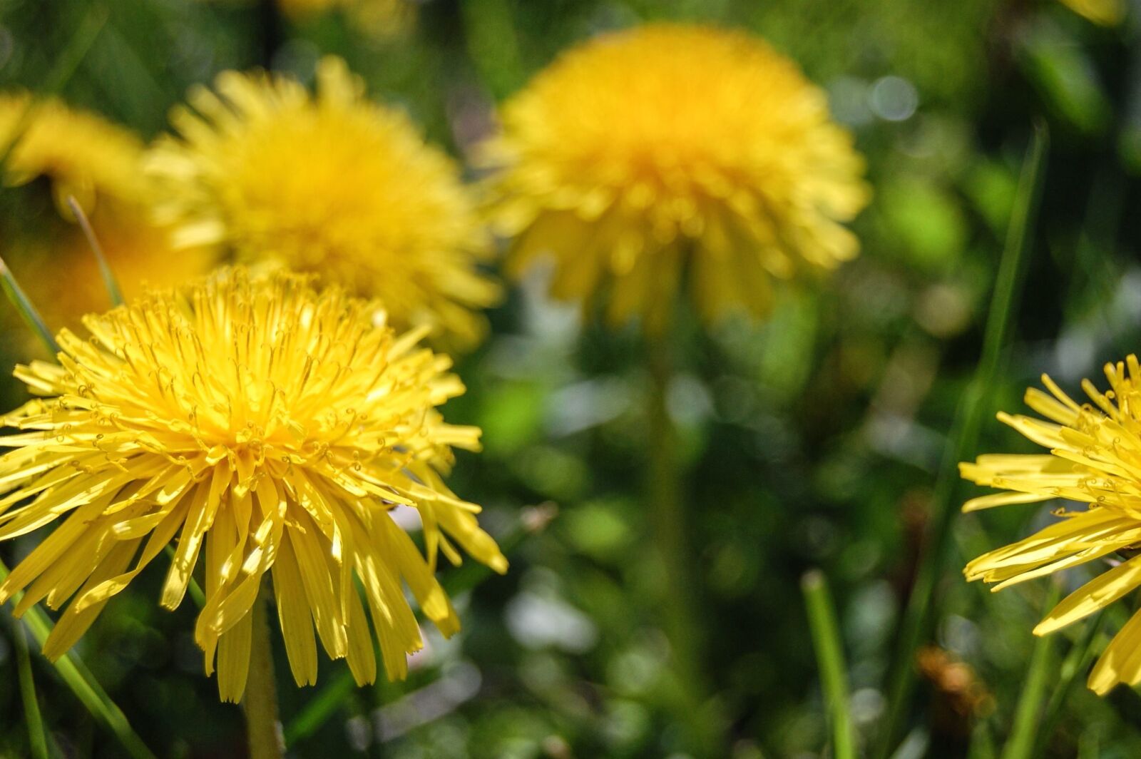Nikon D40 sample photo. Herb, dandelion, plant, leaf photography