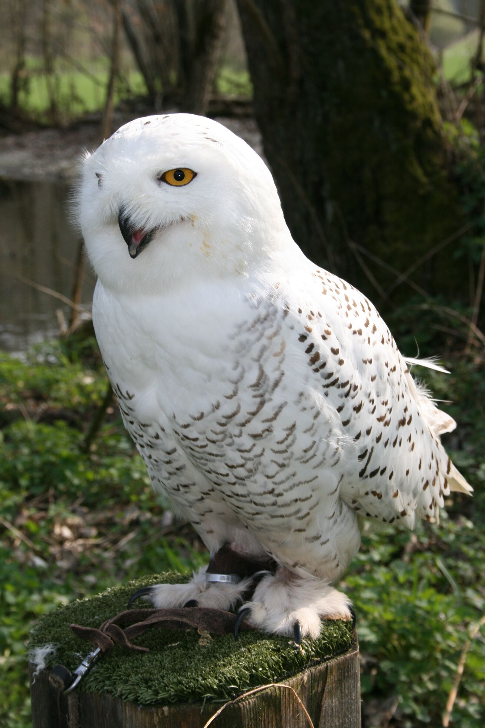 Canon EOS 400D (EOS Digital Rebel XTi / EOS Kiss Digital X) sample photo. Owl, bird, snowy owl photography