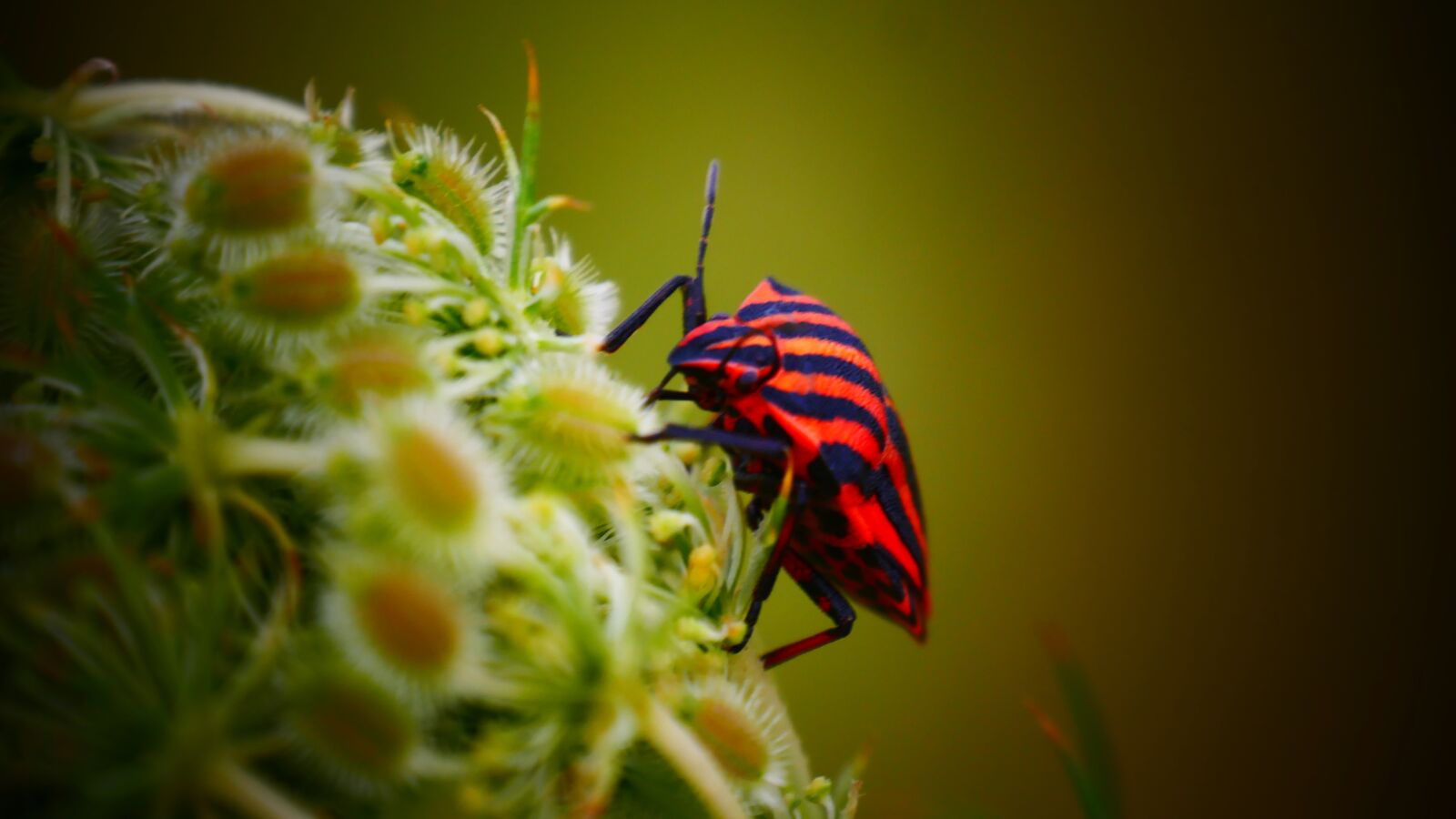 Panasonic Lumix DMC-G85 (Lumix DMC-G80) sample photo. Bug, beetle, nature photography