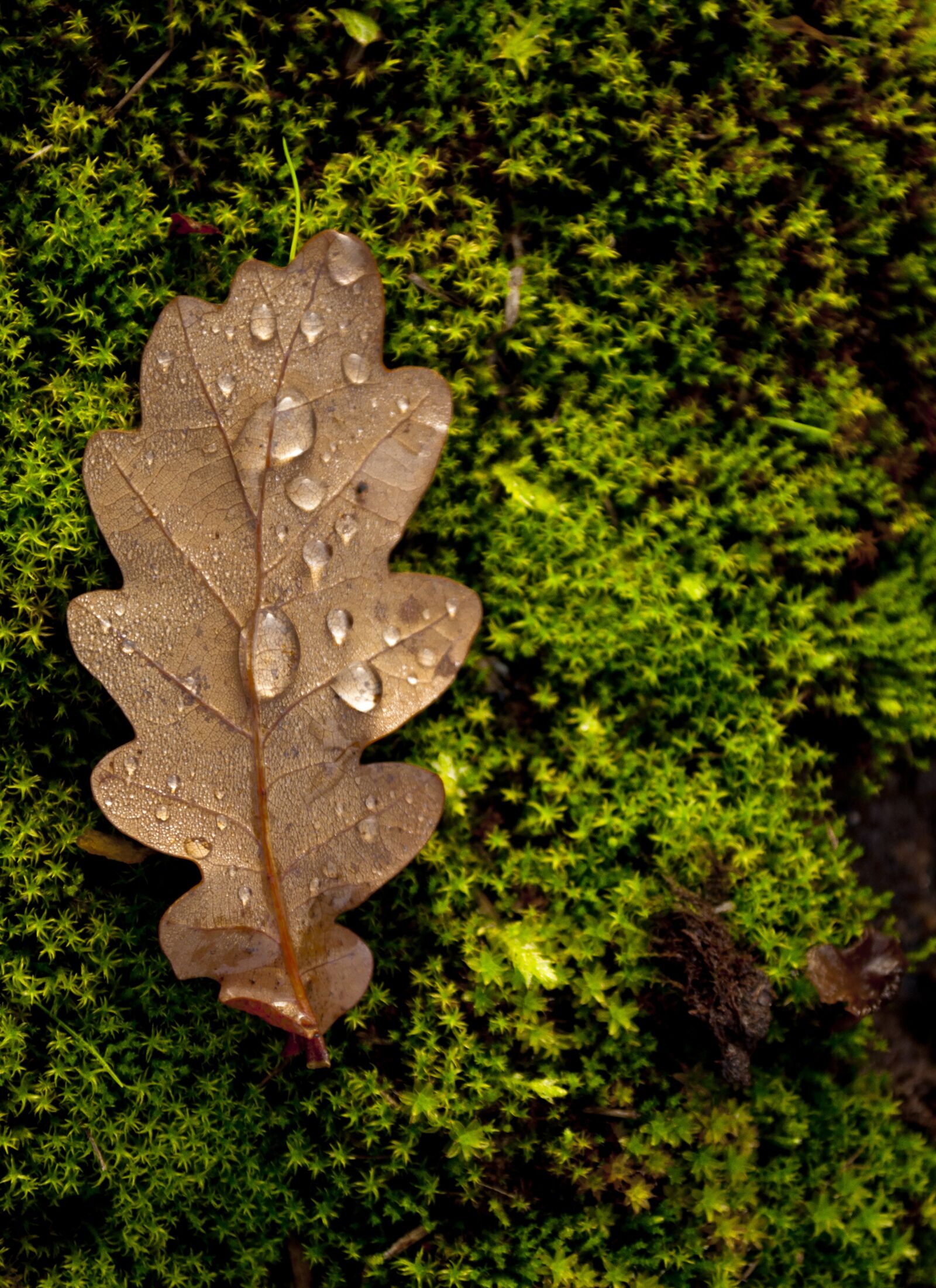 Nikon D90 sample photo. Leaves, autumn, nature photography