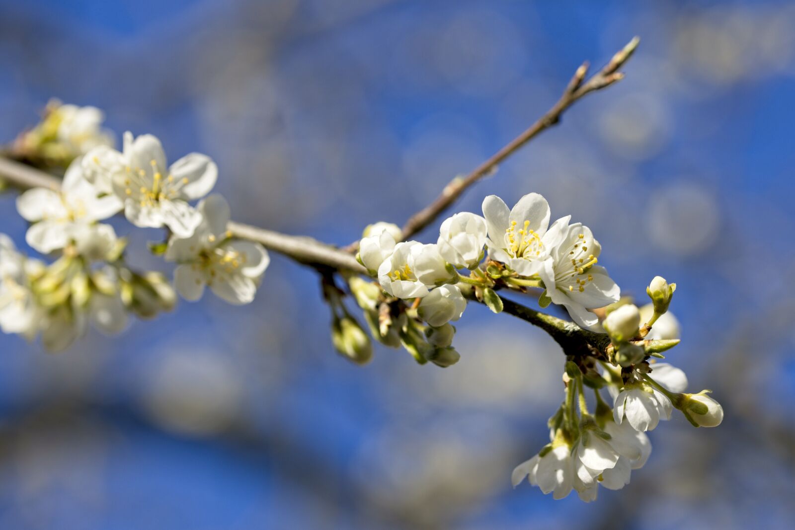 Canon TAMRON SP 90mm F/2.8 Di VC USD MACRO1:1 F004 sample photo. Plum tree, plums, blossom photography