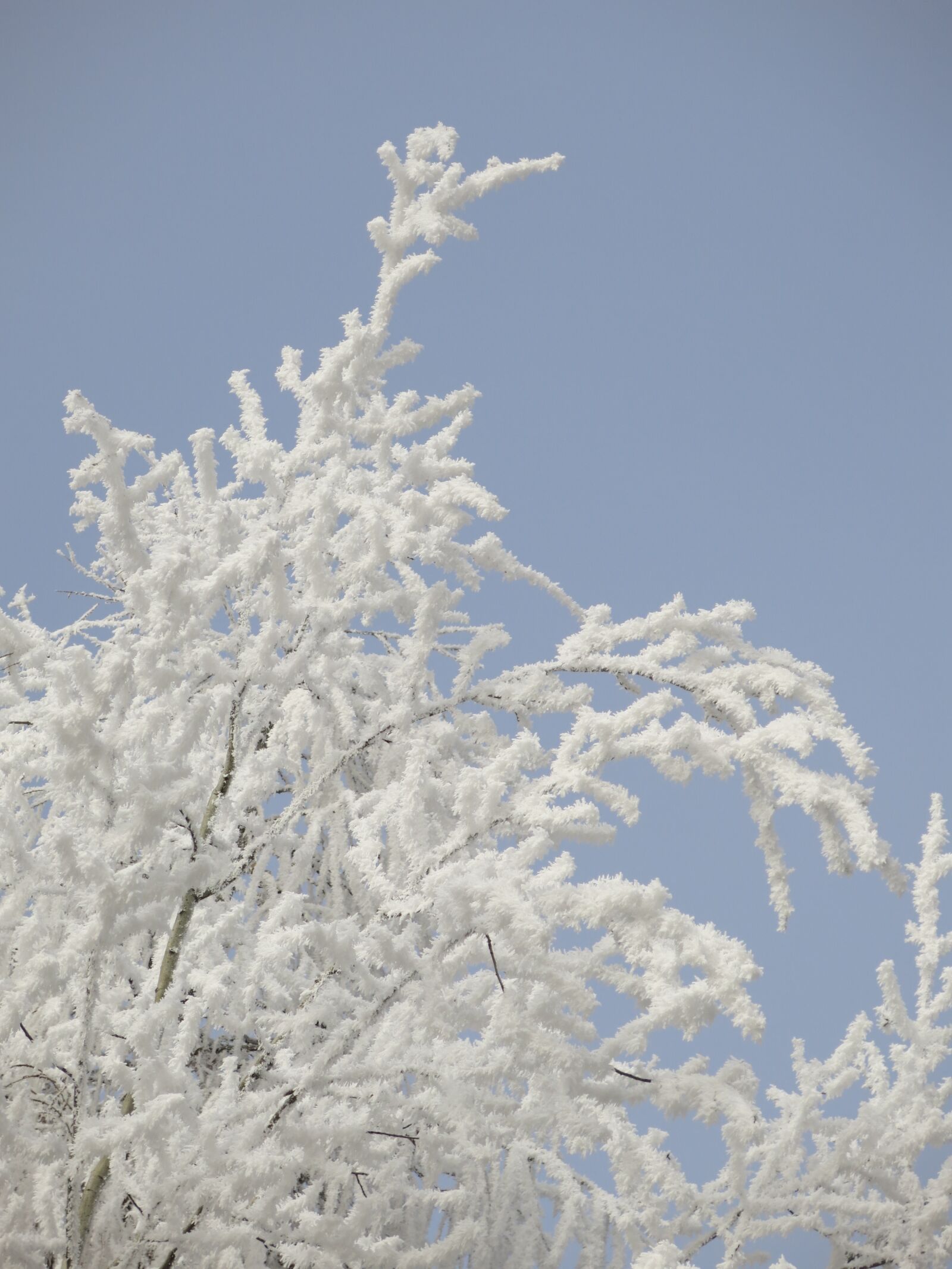 Canon PowerShot G15 sample photo. Nature, icing, winter photography