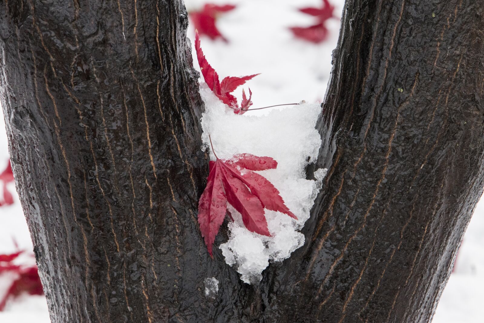 Canon EF 70-200mm F2.8L USM sample photo. Snow, wood, winter photography