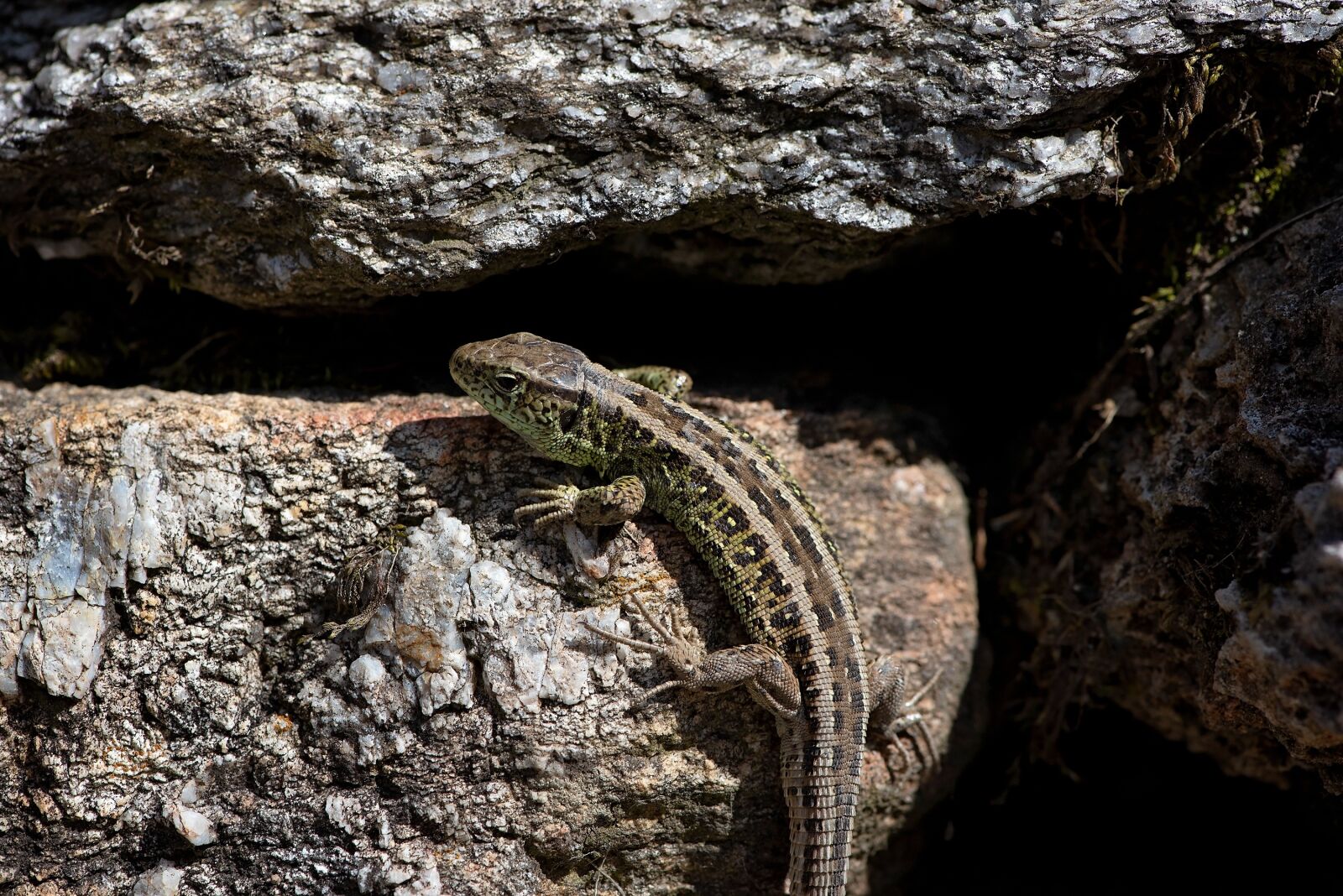 Nikon D750 sample photo. Lizard, stones, stone wall photography