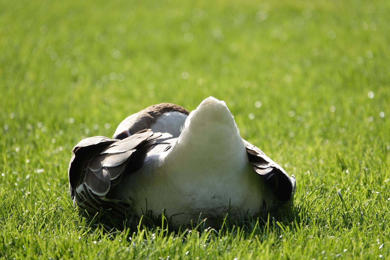 Sony Cyber-shot DSC-RX10 IV sample photo. Goose from the rear photography