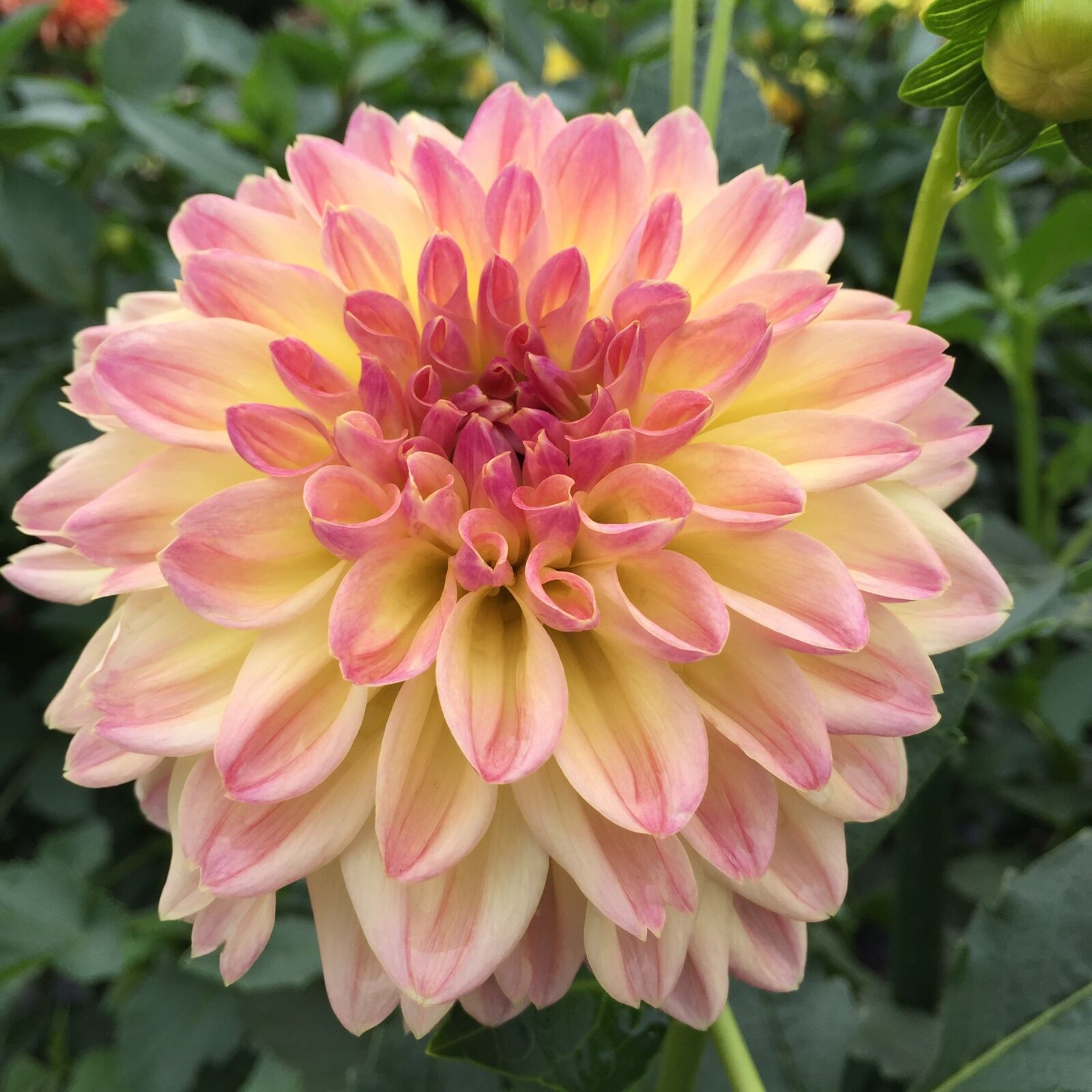 Apple iPhone 6 sample photo. Dahlia, pink, it is photography