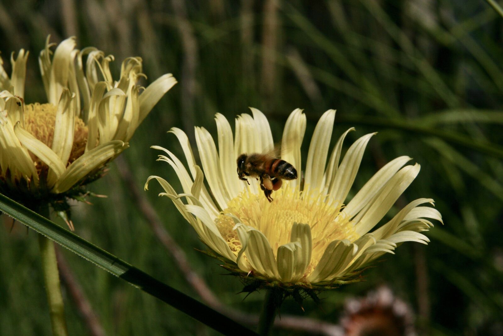 Canon EOS 400D (EOS Digital Rebel XTi / EOS Kiss Digital X) sample photo. Bee, nectar, insect photography