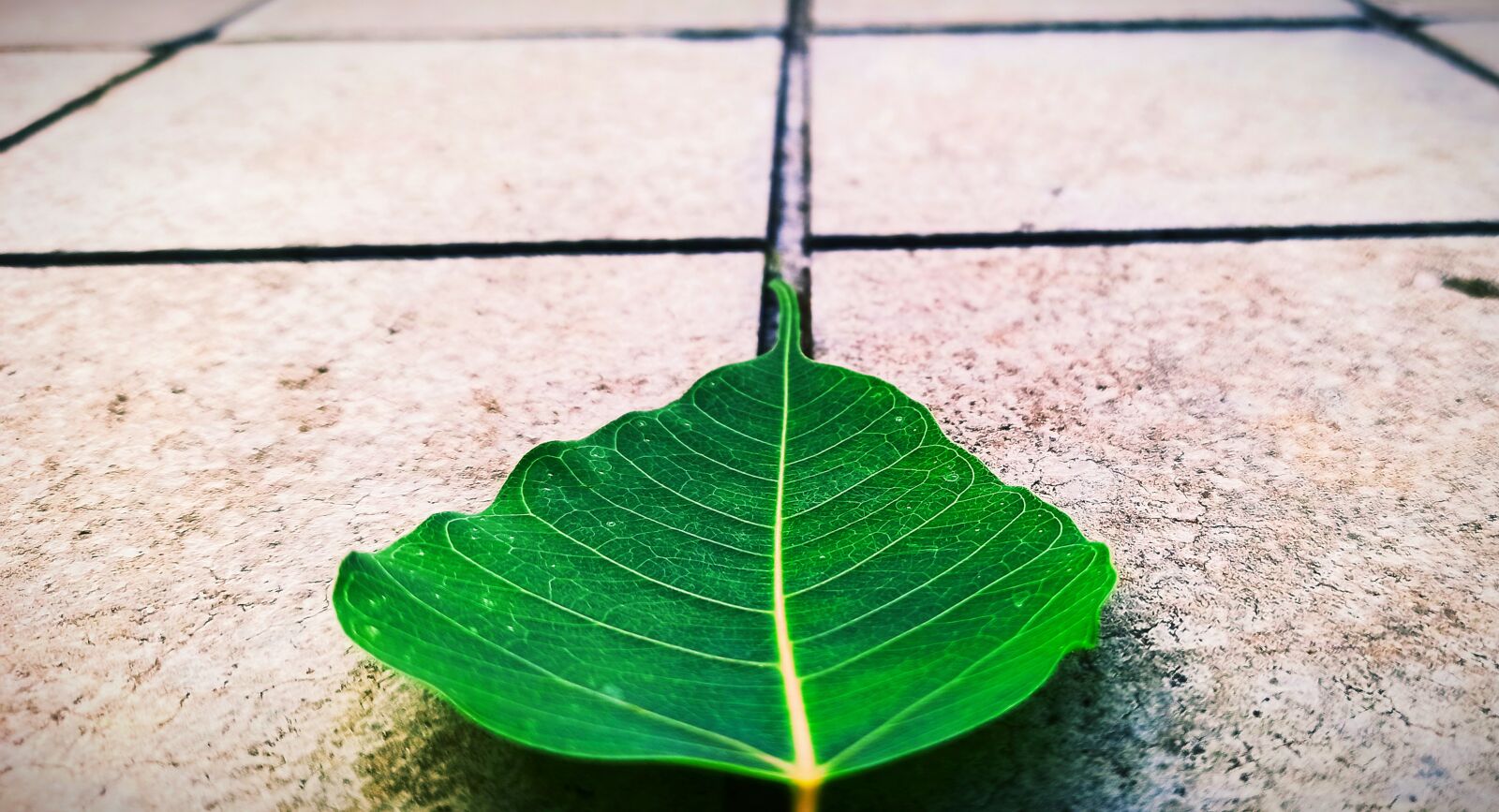 Xiaomi Redmi Note 8 Pro sample photo. Leaf, green, nature photography