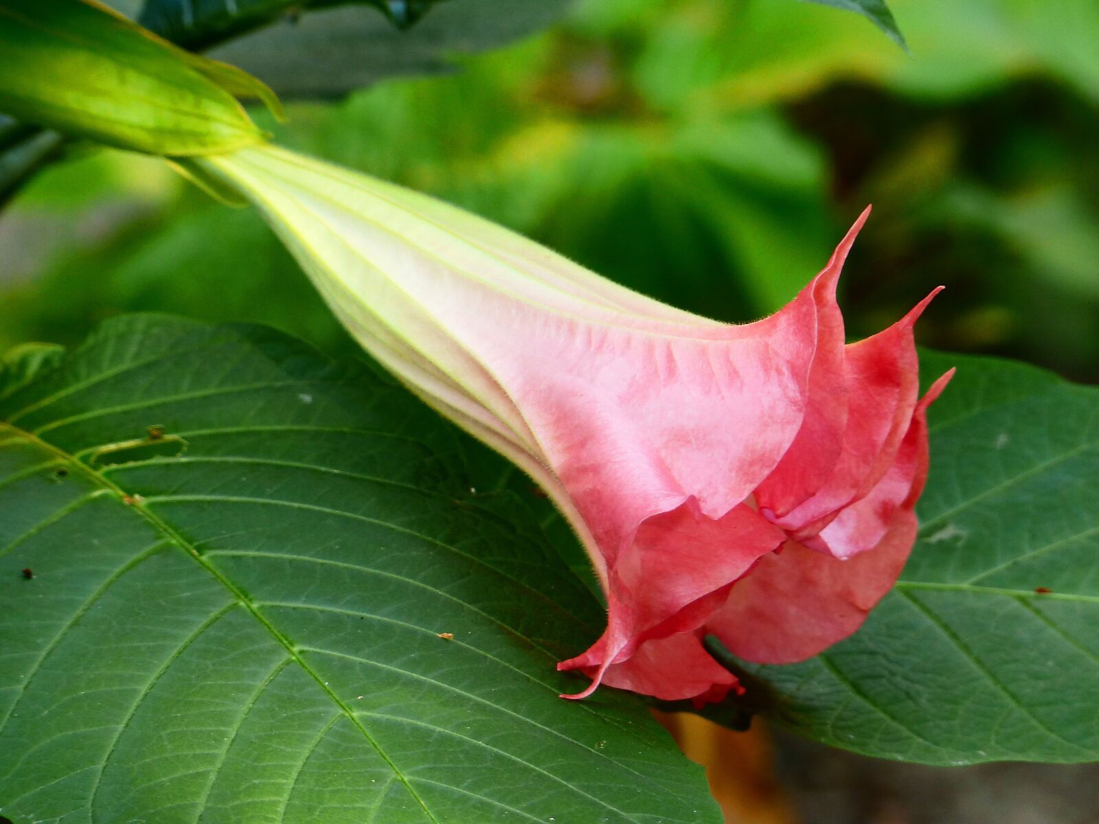 Panasonic PHOTOfunSTUDIO 8.3 PE sample photo. Red flower, flower, plant photography