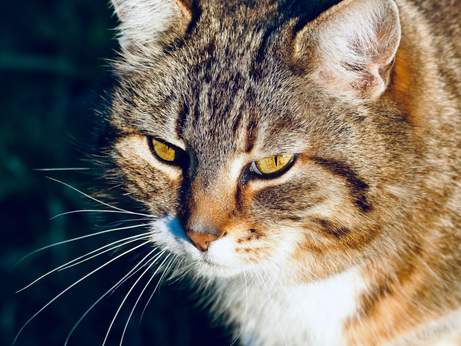 Panasonic Lumix DMC-FZ1000 sample photo. Cat, kitten, domestic cat photography