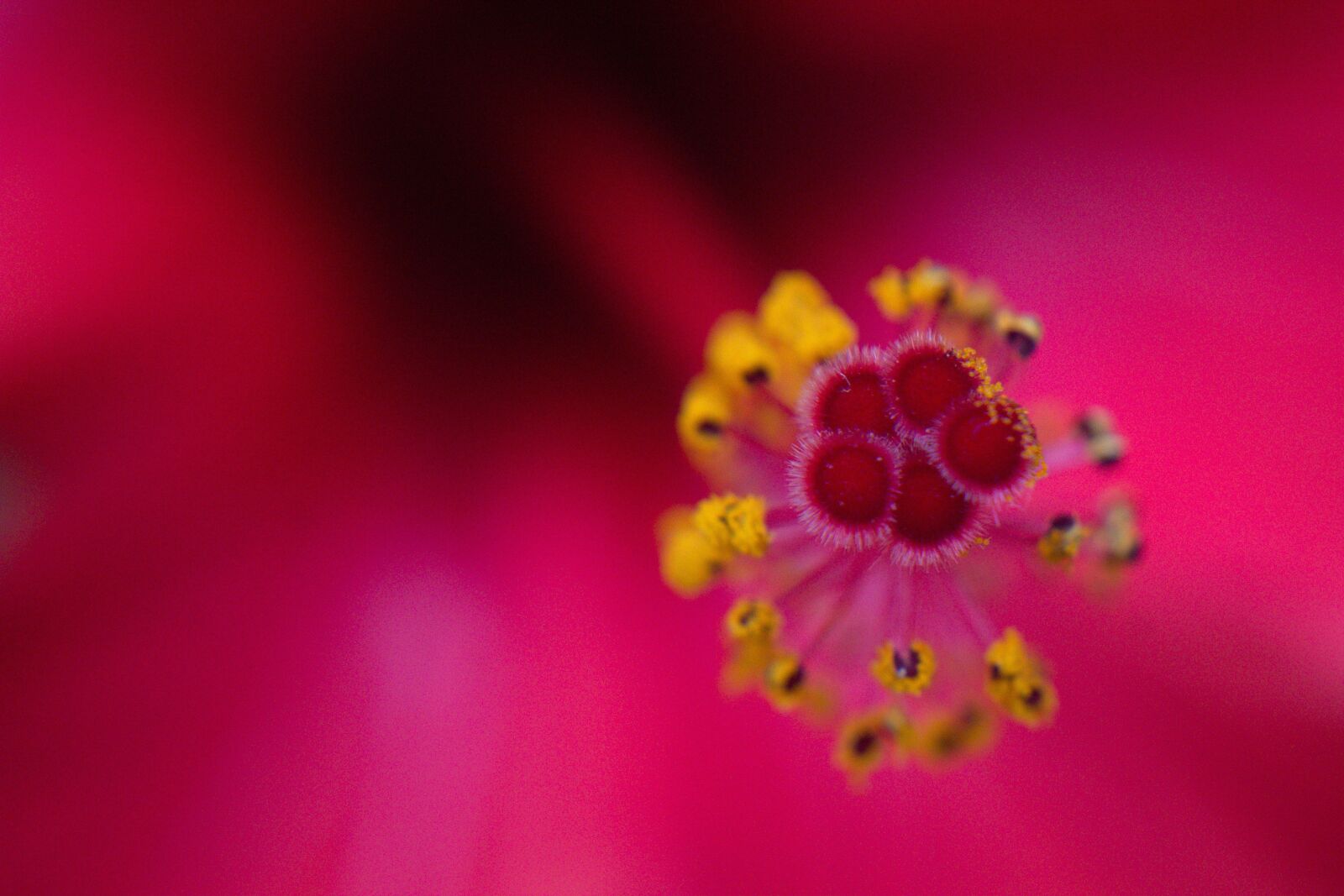 Canon EOS 1300D (EOS Rebel T6 / EOS Kiss X80) sample photo. Flower, hibiscus, pistils photography
