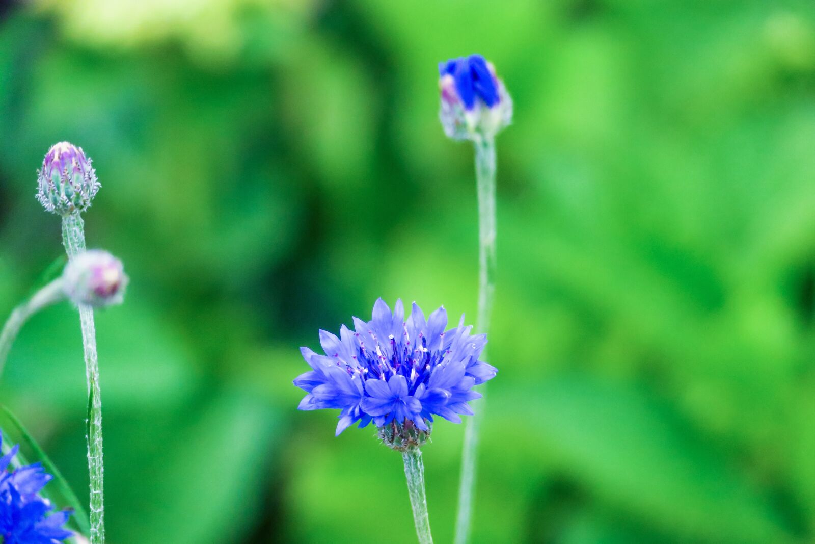 Canon PowerShot G3 X sample photo. Chicory, xie, plant photography