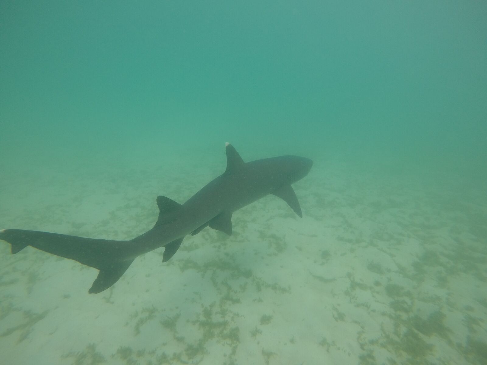 GoPro Hero5 Black sample photo. Shark, dangerous, sea photography