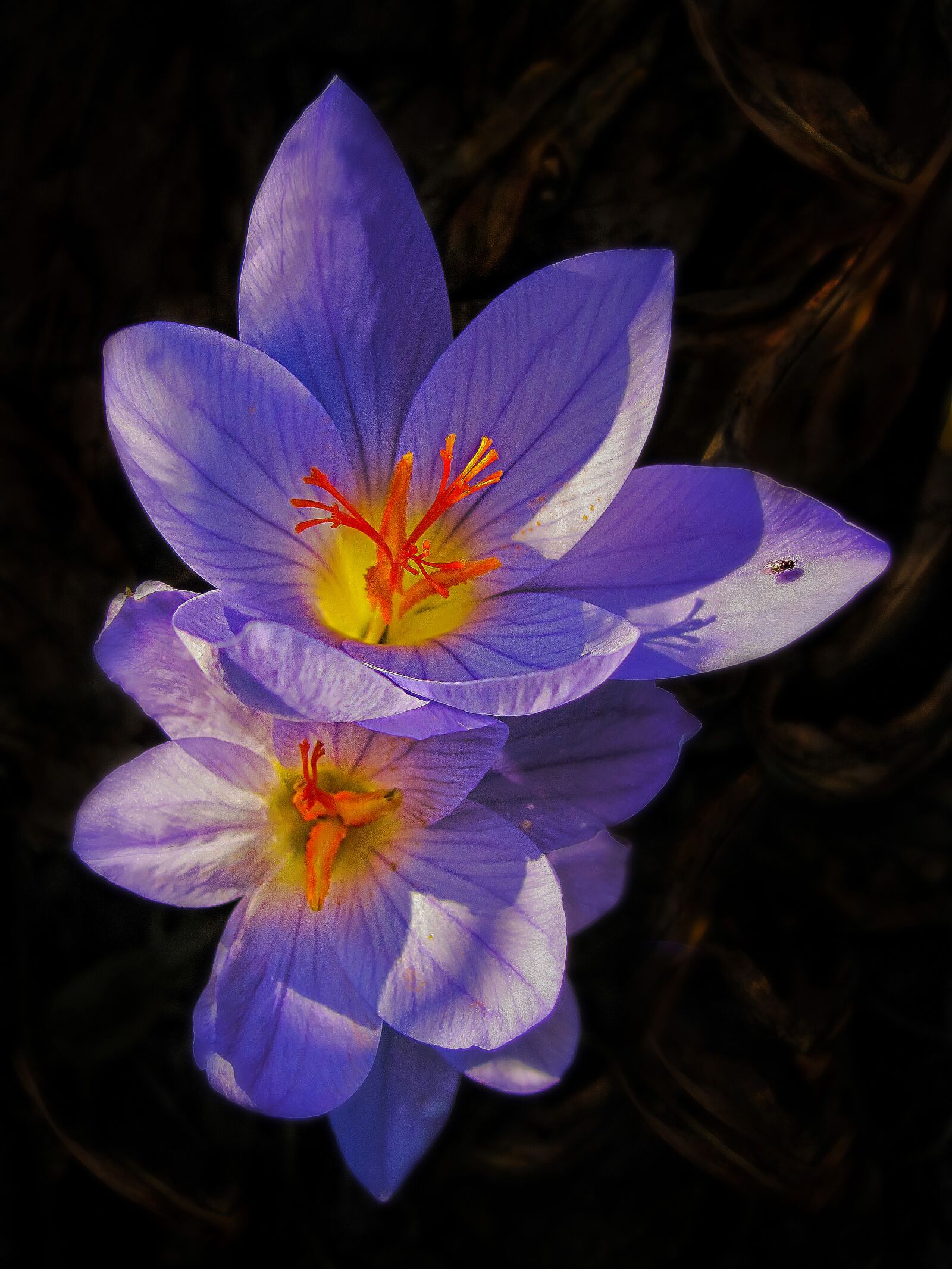 Canon PowerShot SX120 IS sample photo. Crocus, flower photography