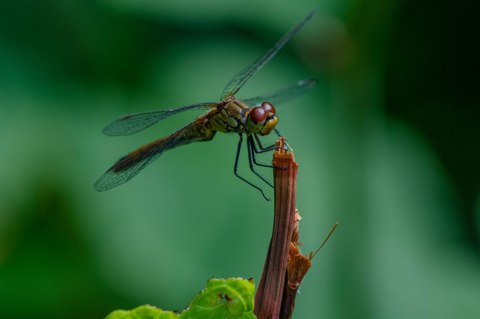 Nikon D7000 sample photo. Dragonfly, nature, insect photography