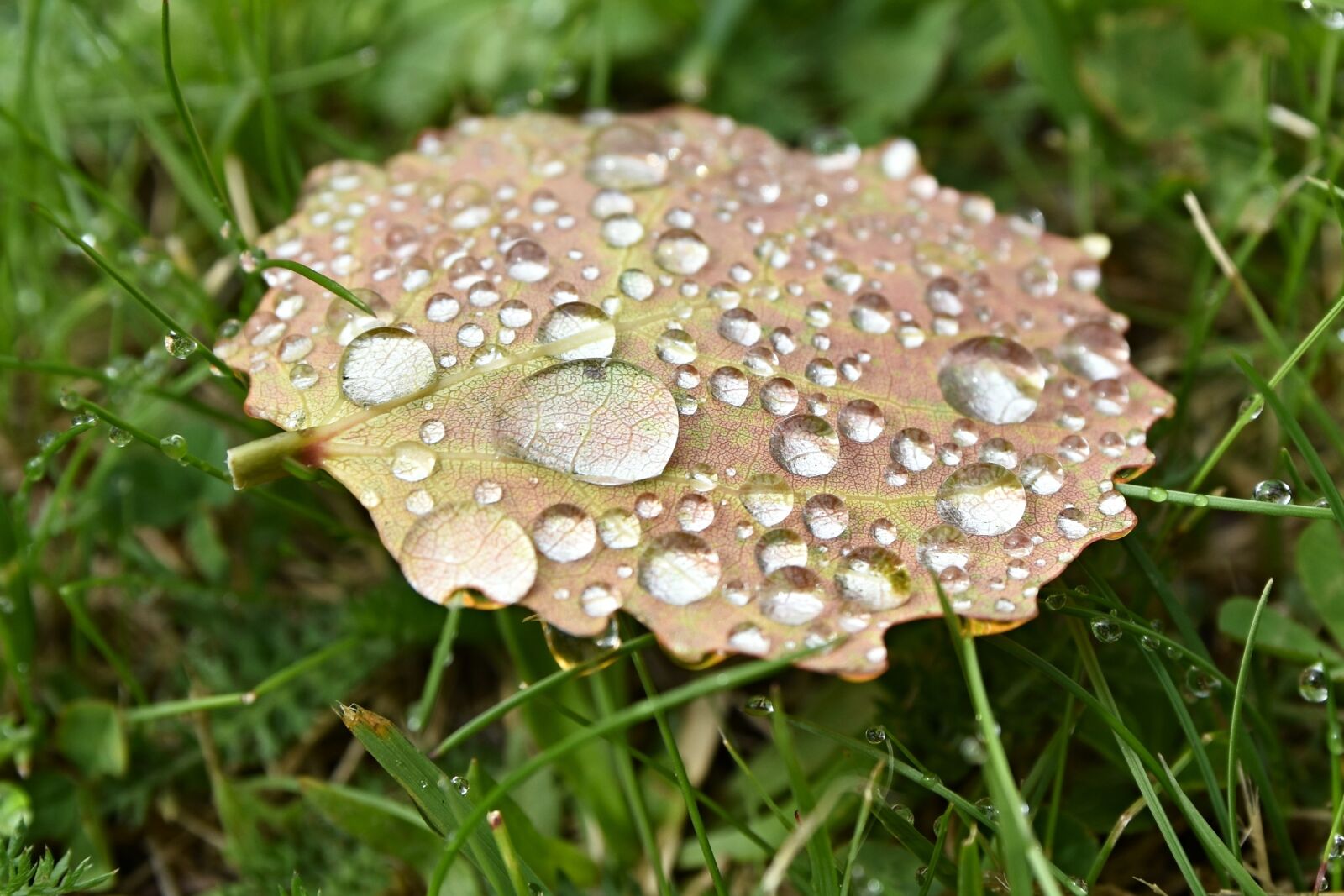 Nikon D5600 sample photo. Macro, drop, drops photography