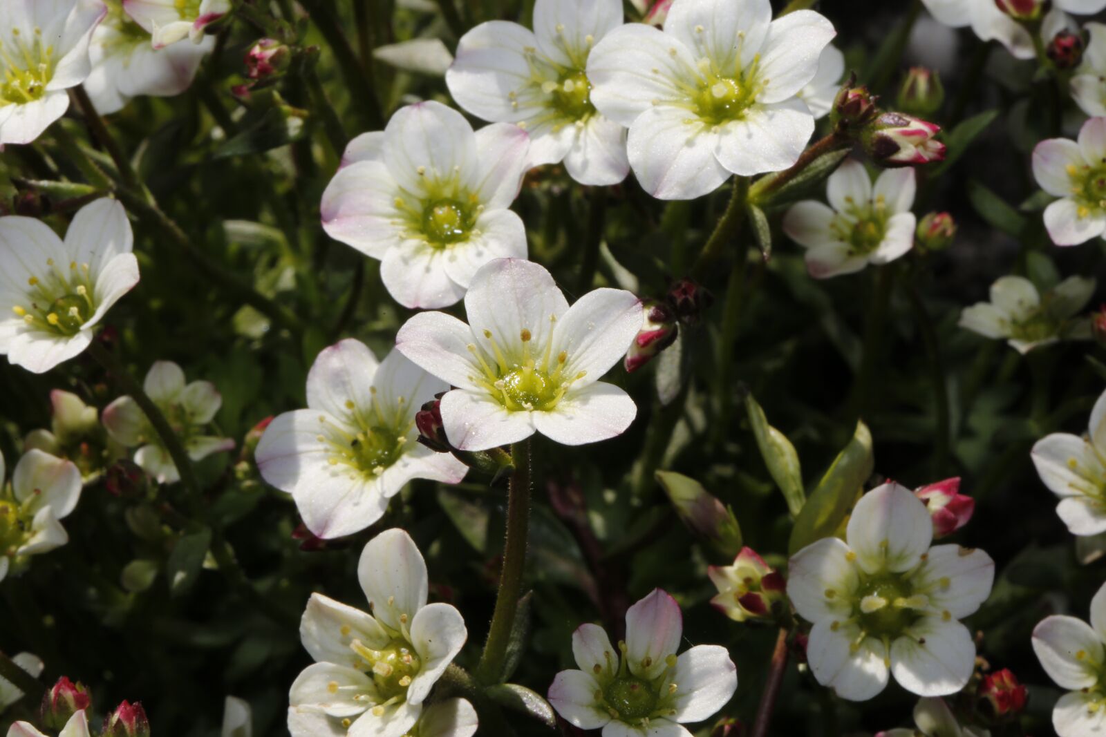 Canon EF 100mm F2.8L Macro IS USM sample photo. Spring, sprout, engine photography