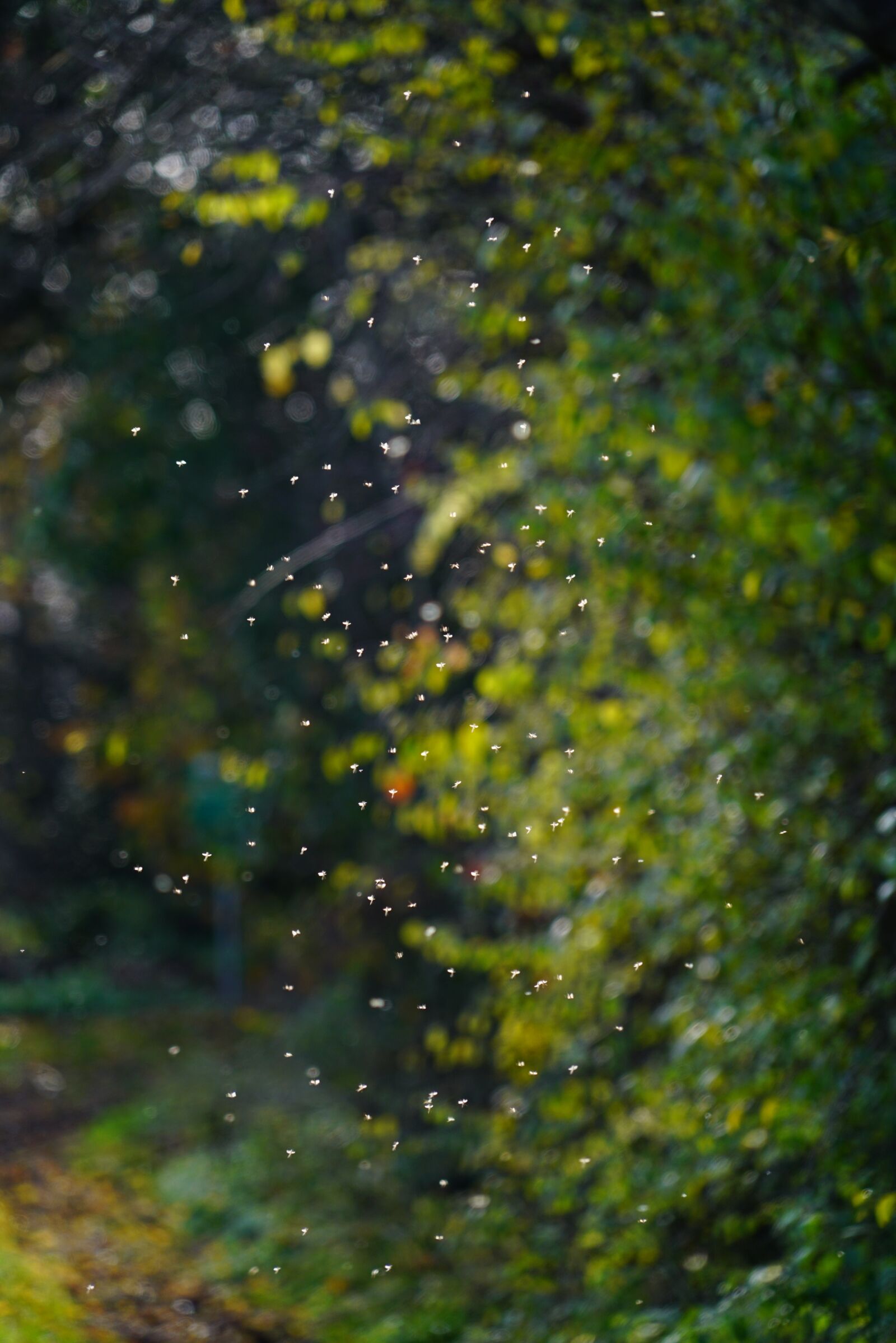 Sony a7R II + Sony FE 24-240mm F3.5-6.3 OSS sample photo. Dance mosquitoes, mosquito swarm photography