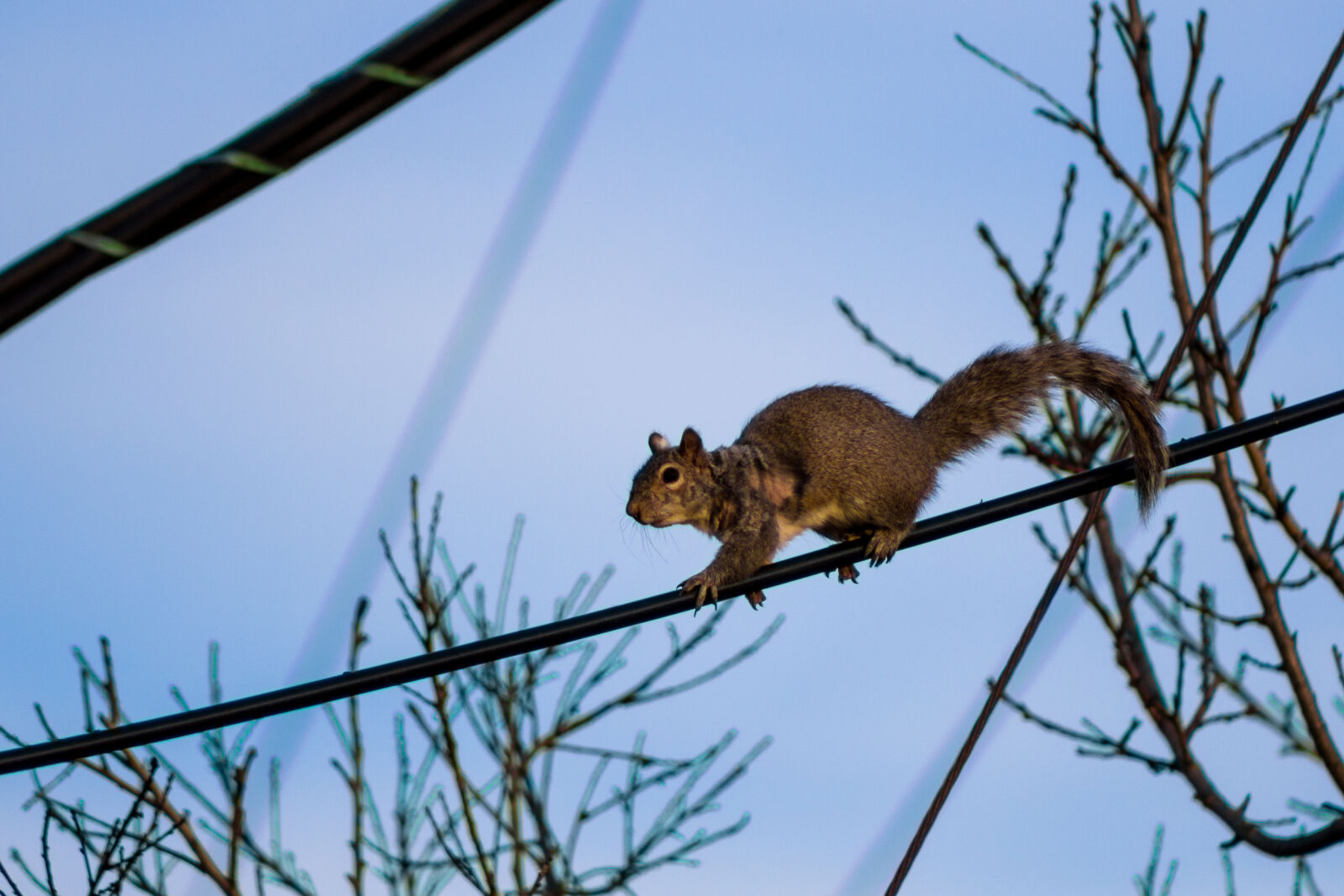 Canon EF 75-300mm f/4-5.6 sample photo. Squirell, on, a, power photography