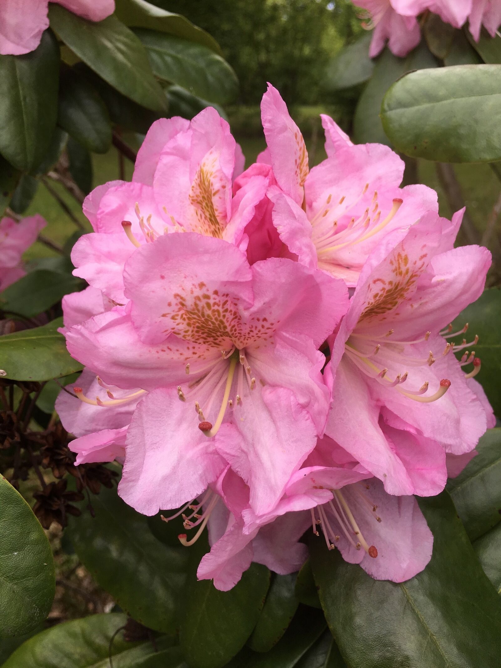 Apple iPhone 6s sample photo. Pink flower, nature, flower photography