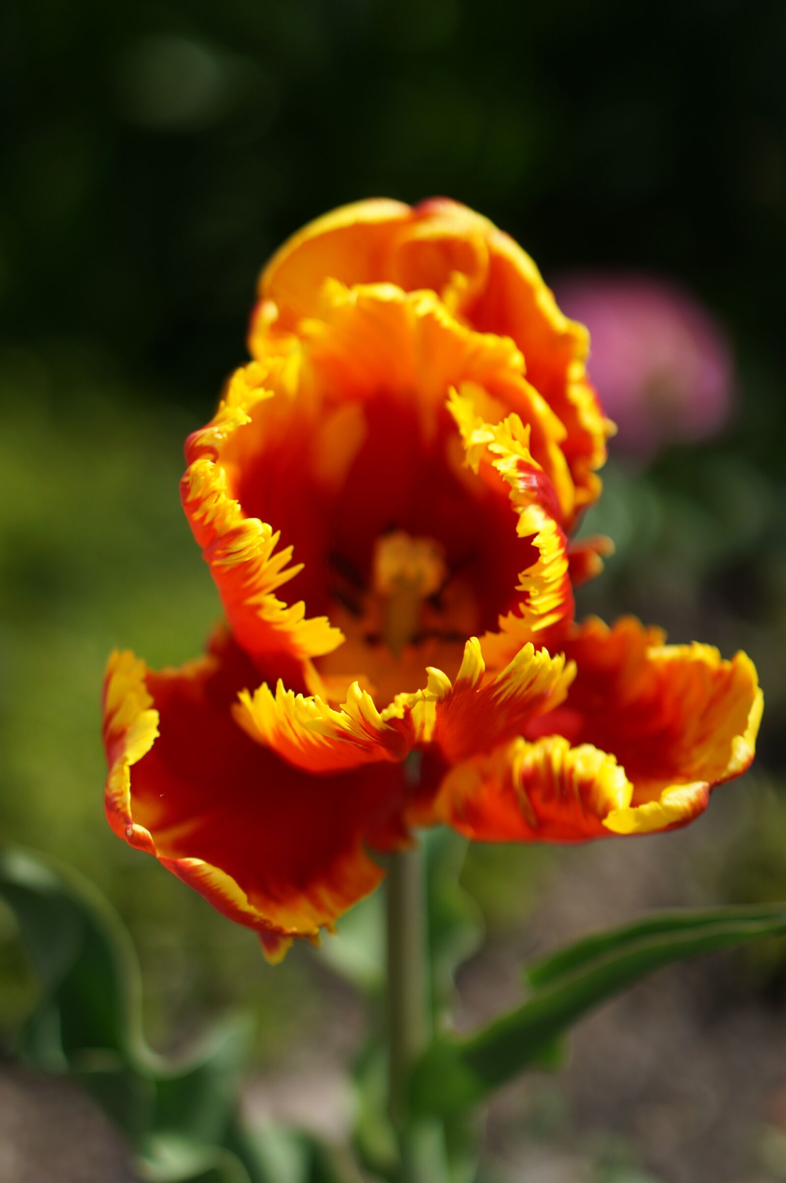 Sony Alpha NEX-6 + E 50mm F1.8 OSS sample photo. Flower, summer, colorful flowers photography