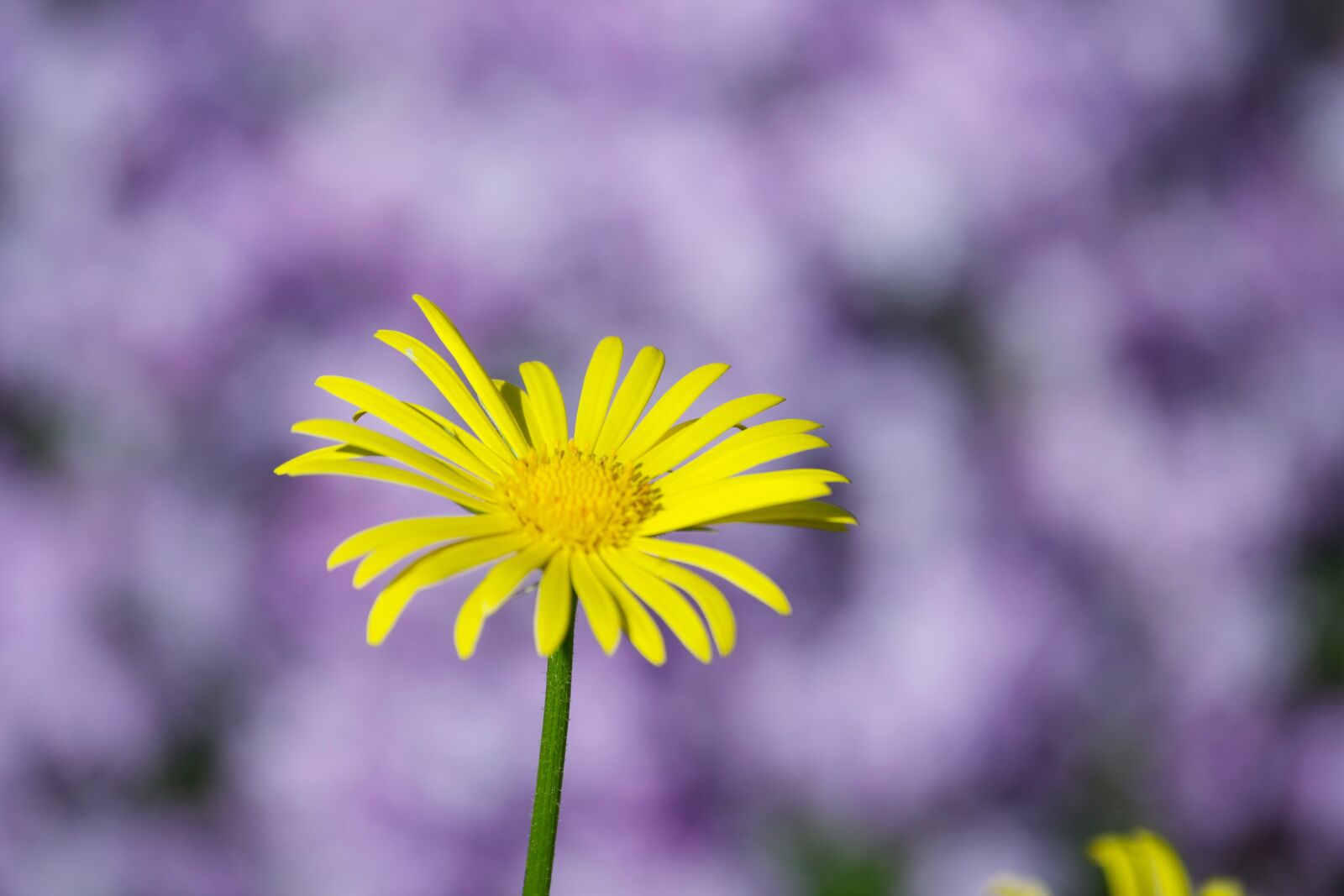 Nikon D3100 sample photo. Flower, nature, blossom photography