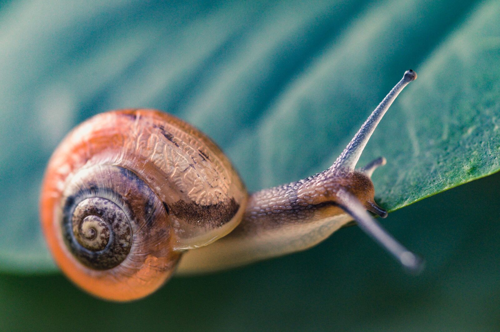 Nikon D610 sample photo. Snail, mollusk, nature photography