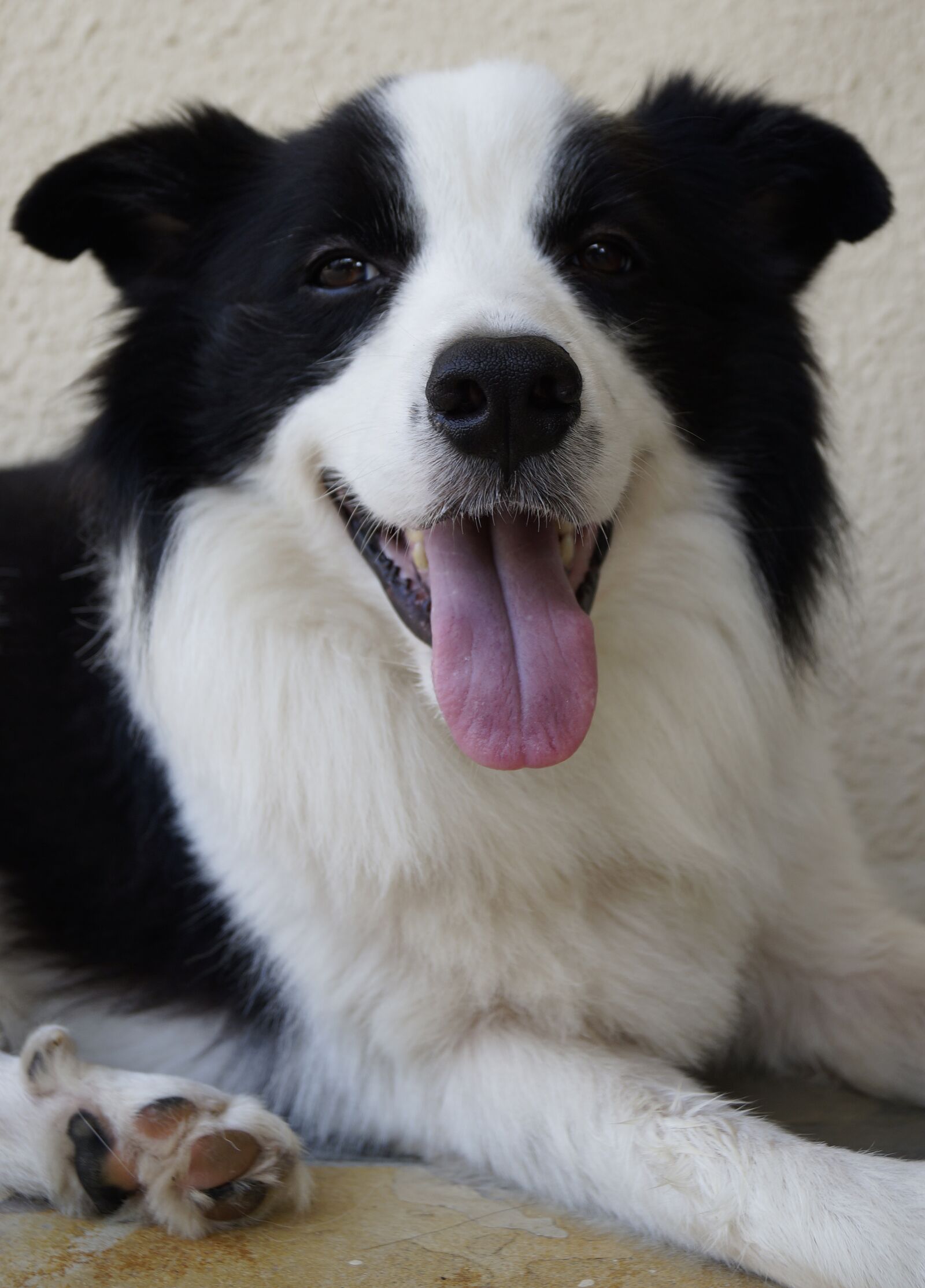 Sony SLT-A57 sample photo. Dog, animal, canine photography
