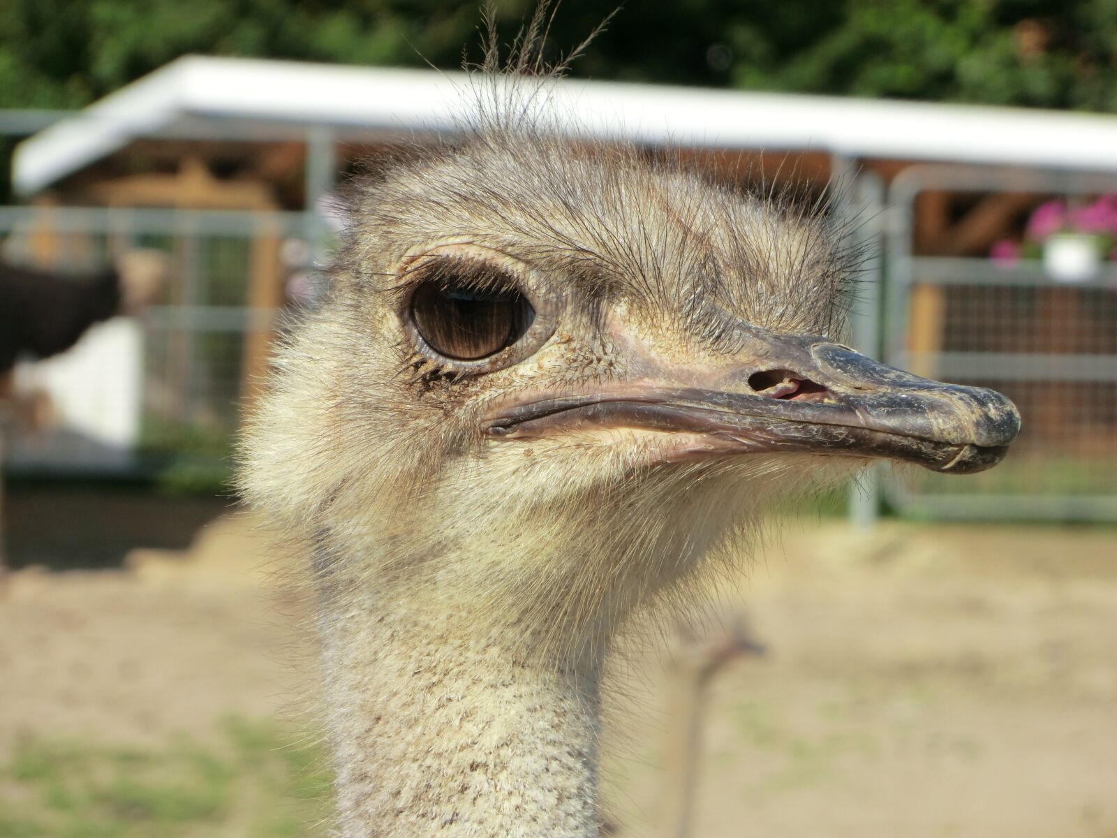 CASIO EX-H20G sample photo. Ostrich, ostrich farm, bird photography