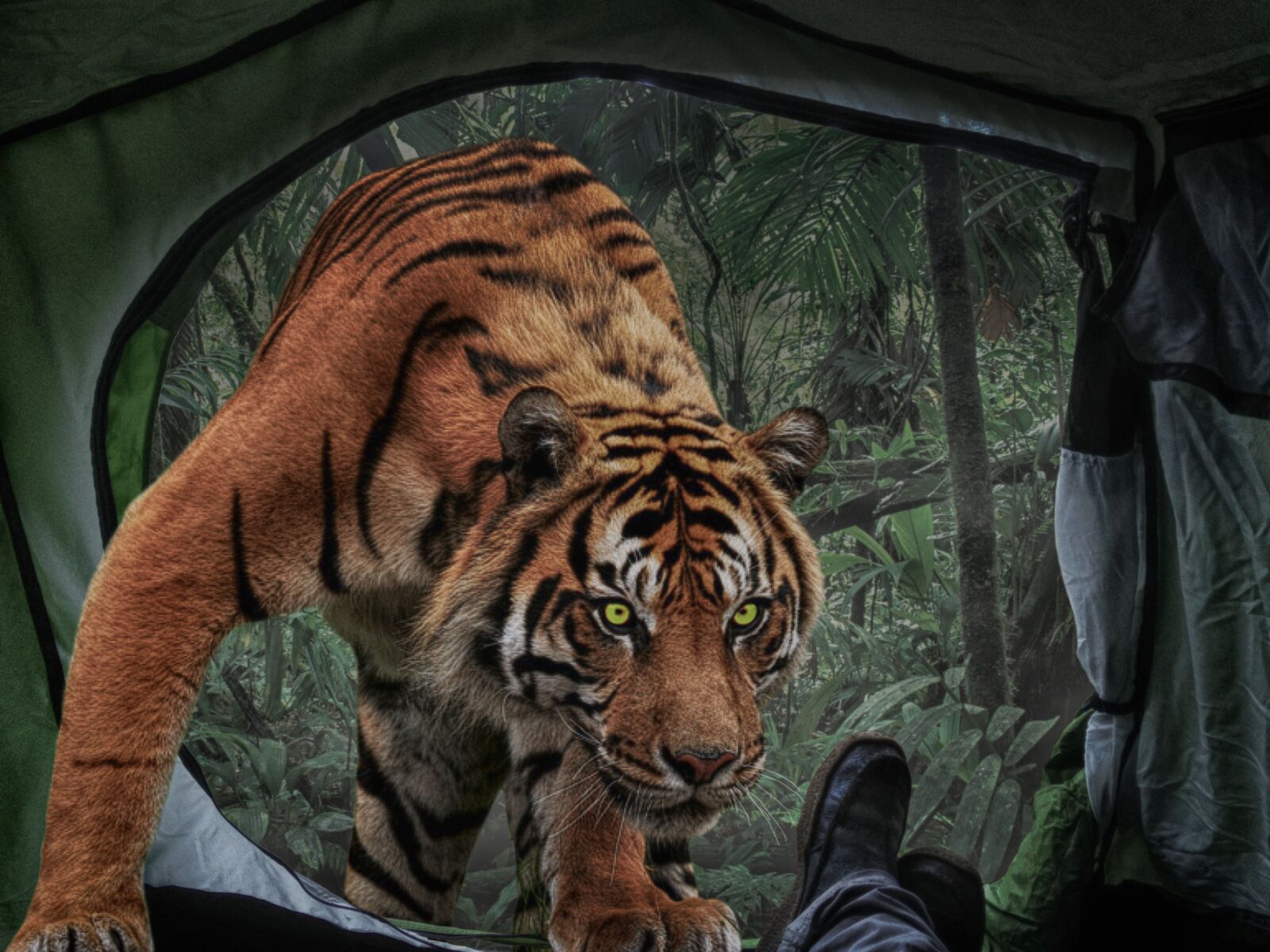 iPhone 5c back camera 4.12mm f/2.4 sample photo. Photomontage, composing, tigers photography