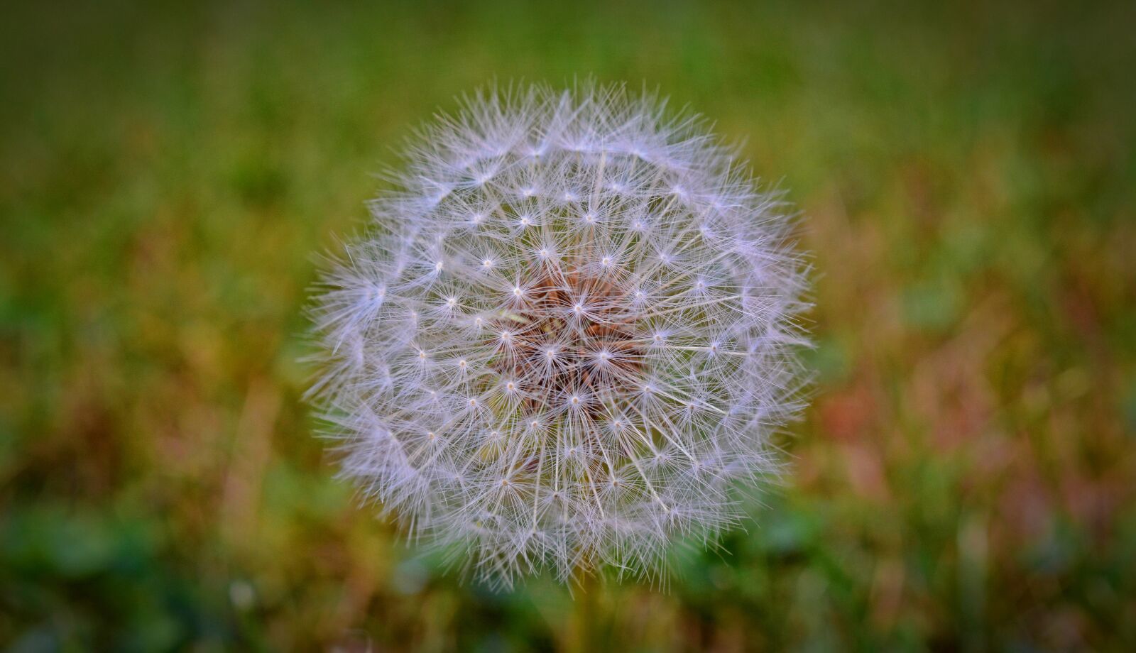 Nikon D5200 sample photo. Dandelion, flying seeds, flower photography