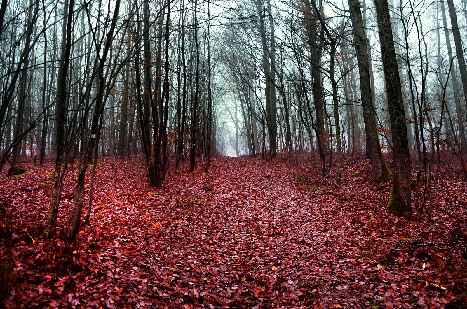 Nikon D5100 sample photo. Forest, red, nature photography