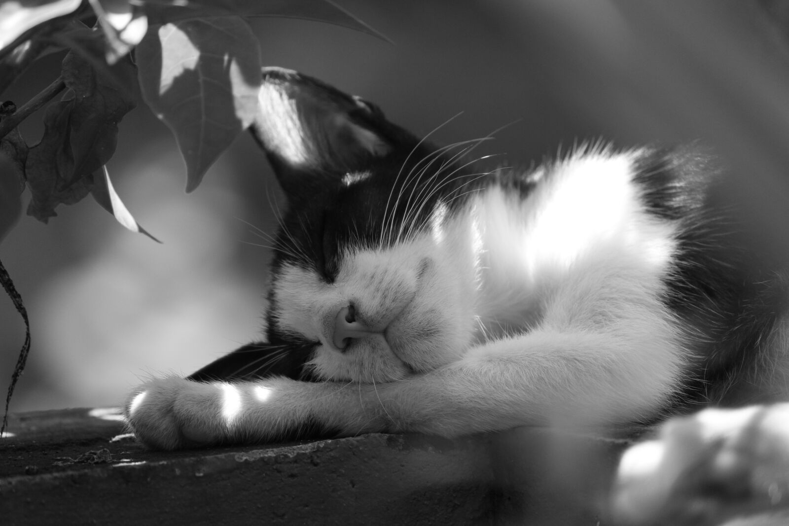 Canon EOS 700D (EOS Rebel T5i / EOS Kiss X7i) sample photo. Meditation, sleep photography