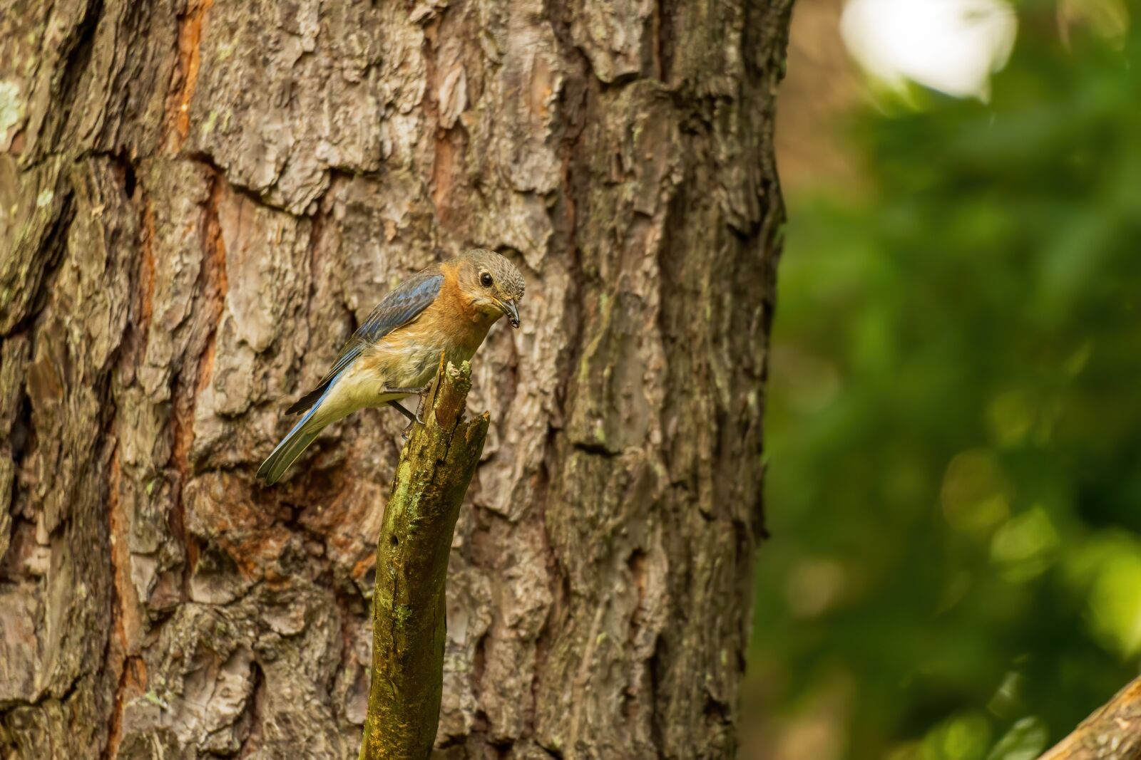 Sony E 70-350mm F4.5-6.3 G OSS sample photo. Eastern bluebird, bluebird female photography