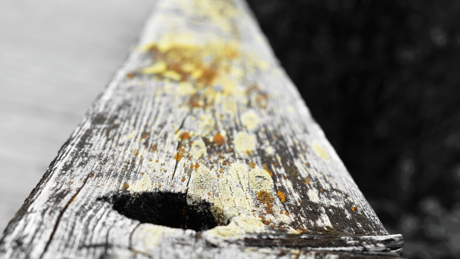 Nikon D3300 sample photo. Board, branch, old photography