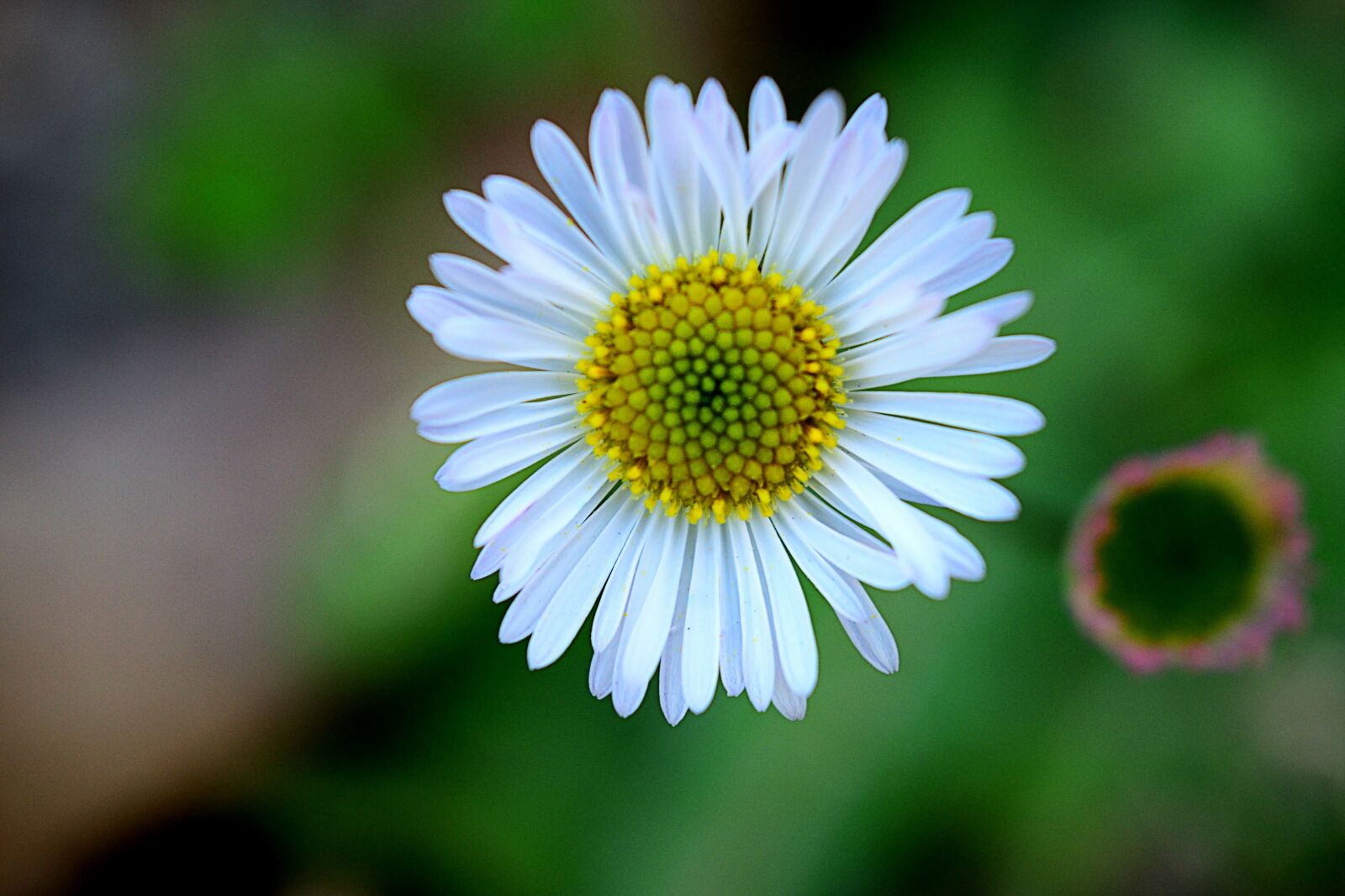 Nikon D5300 sample photo. Wildflowers, flower, garden photography