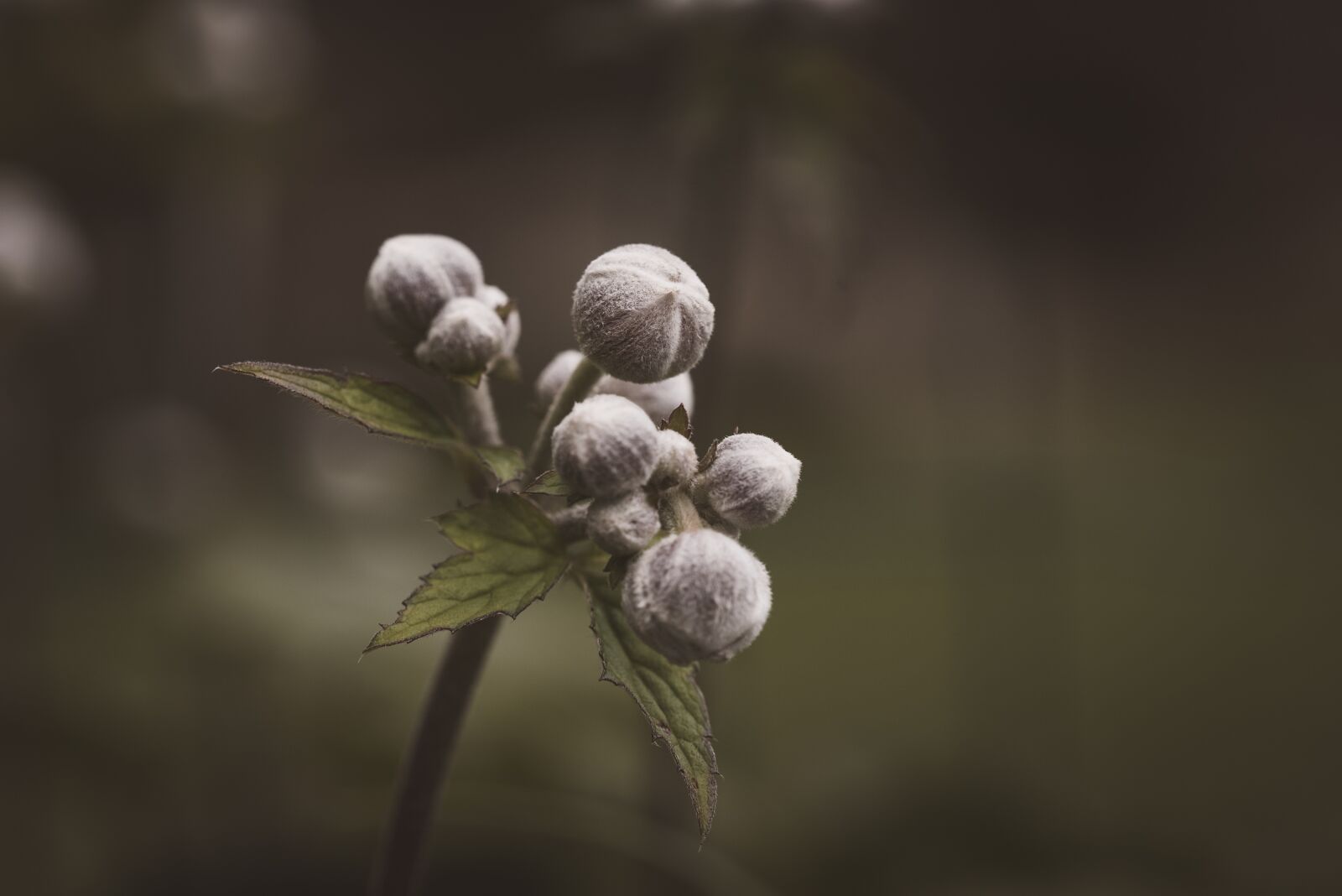 Nikon D750 sample photo. Bud, anemone, fall anemone photography