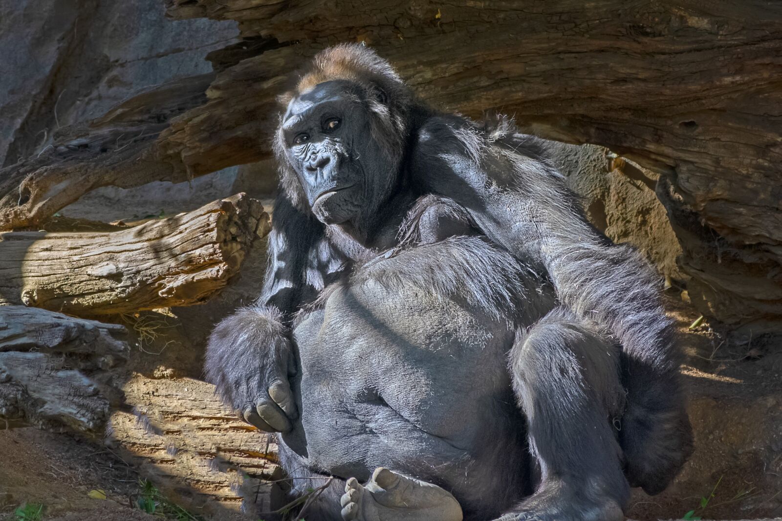 Nikon D3400 sample photo. Monkey, gorilla, animal photography
