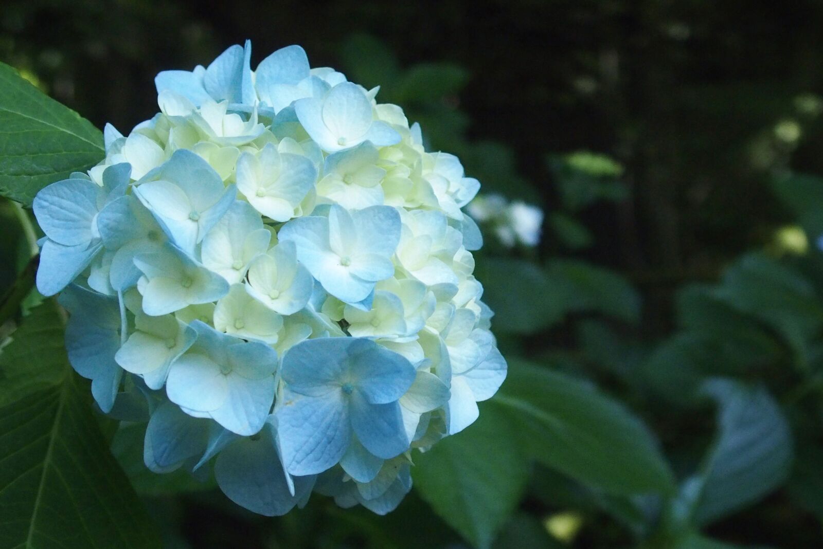 Olympus STYLUS1 sample photo. アジサイ, flower, blue photography