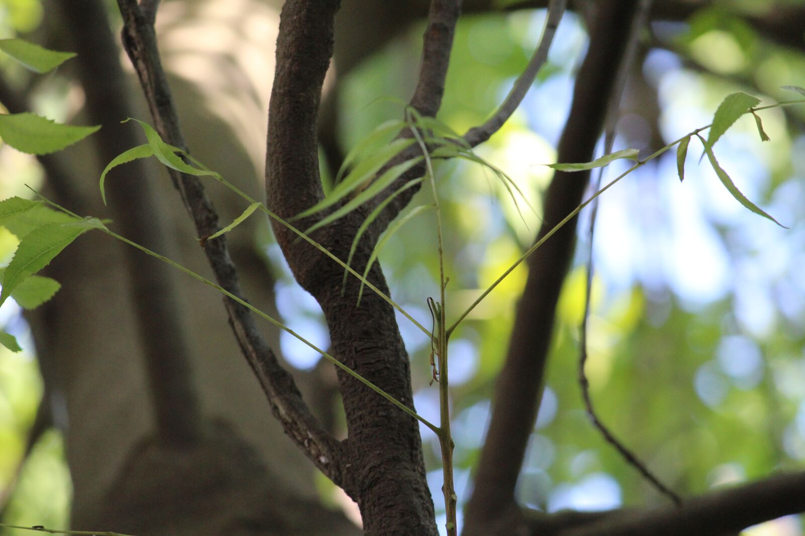 Canon EOS 1200D (EOS Rebel T5 / EOS Kiss X70 / EOS Hi) sample photo. Forest, trees, leaves photography